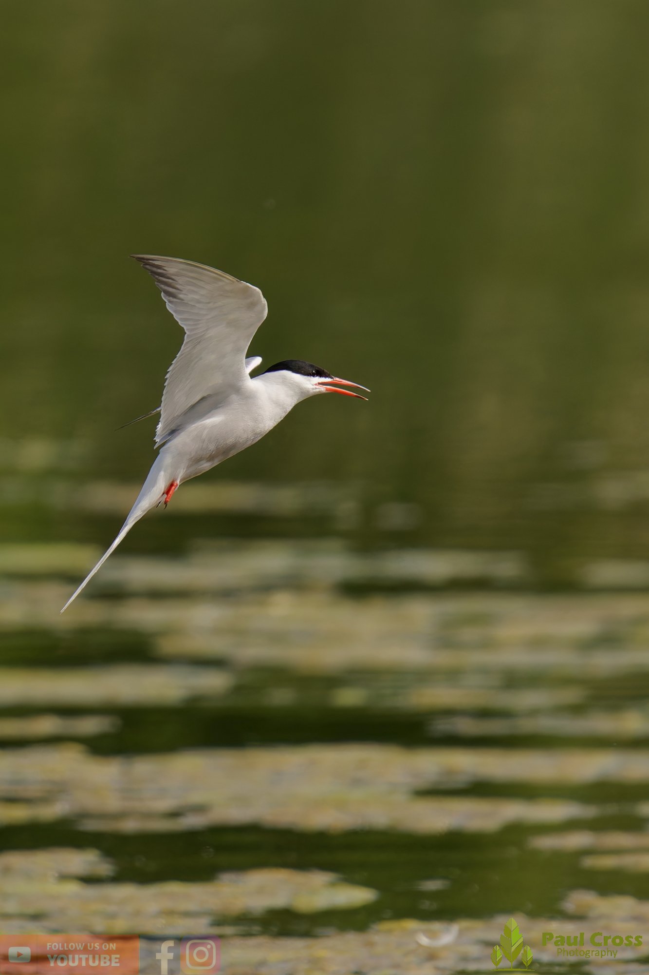 Common Tern-02019.jpg