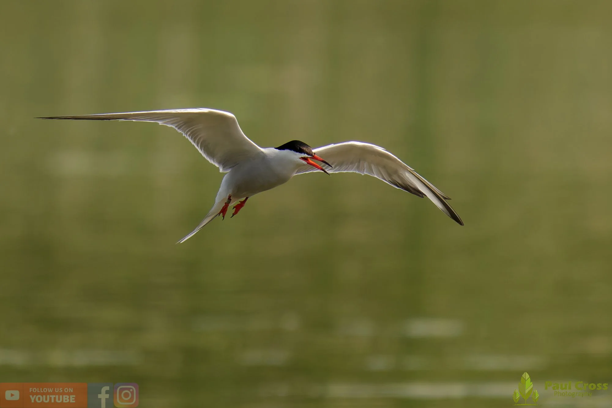 Common Tern-02021.jpg