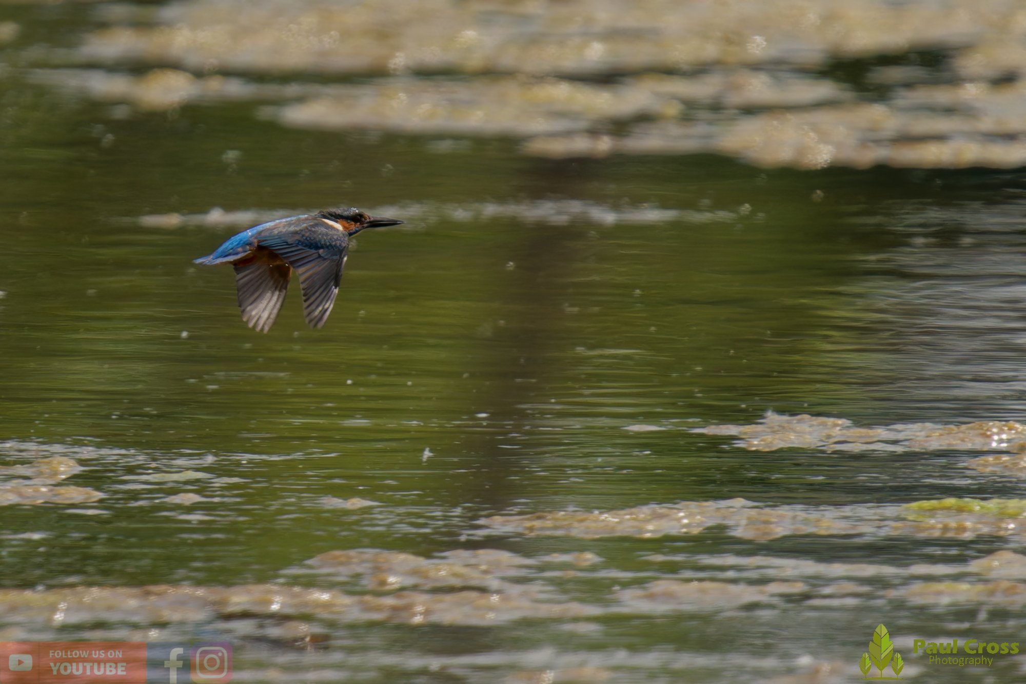 Kingfisher-00750.jpg