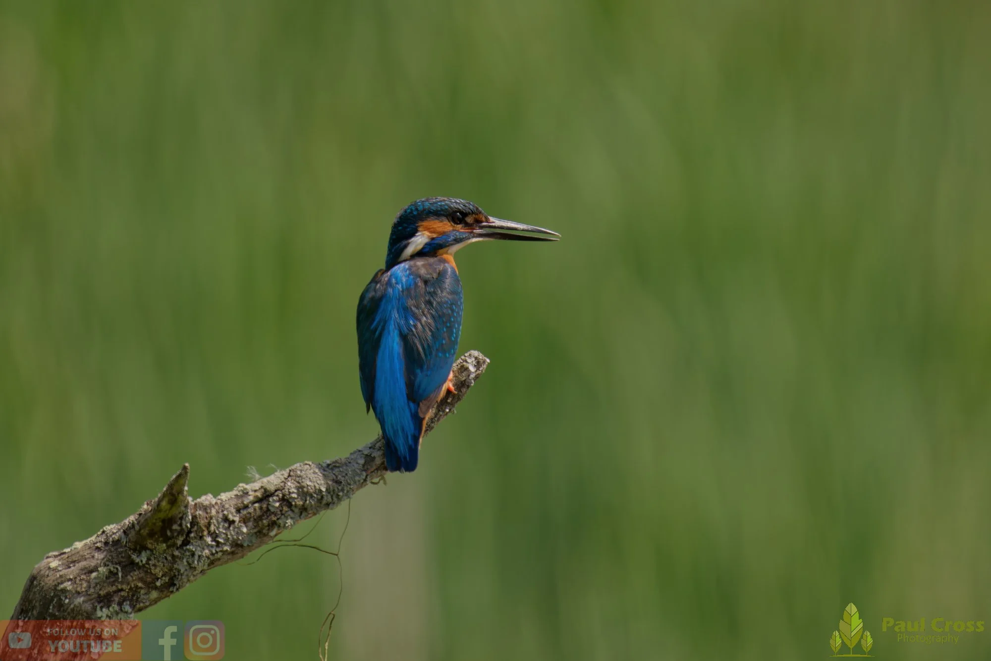 Kingfisher-00734.jpg