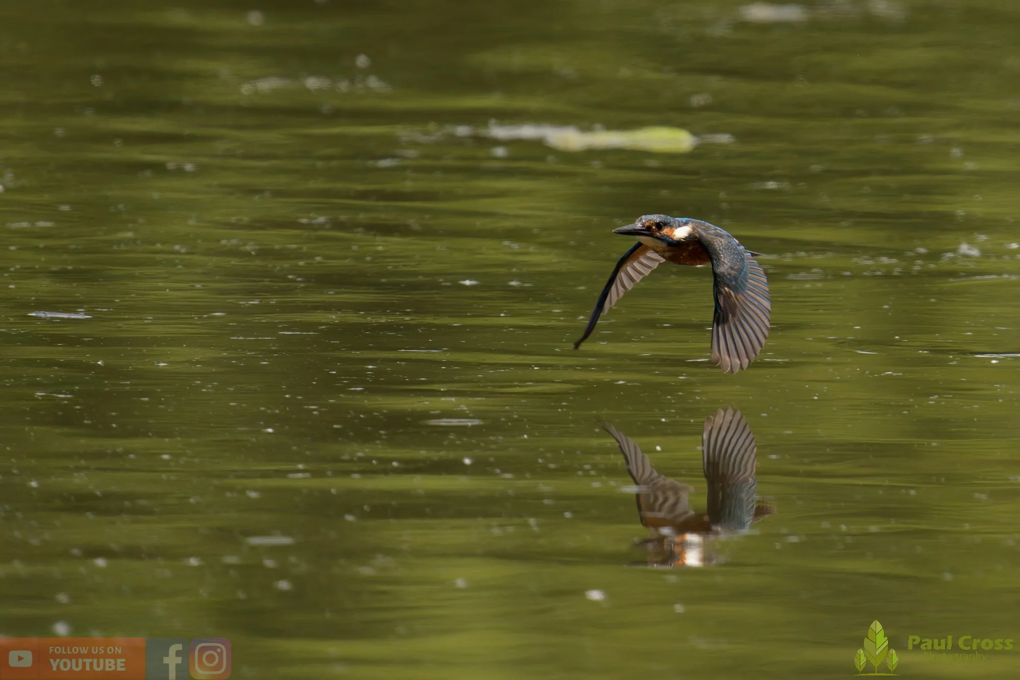 Kingfisher-00751.jpg