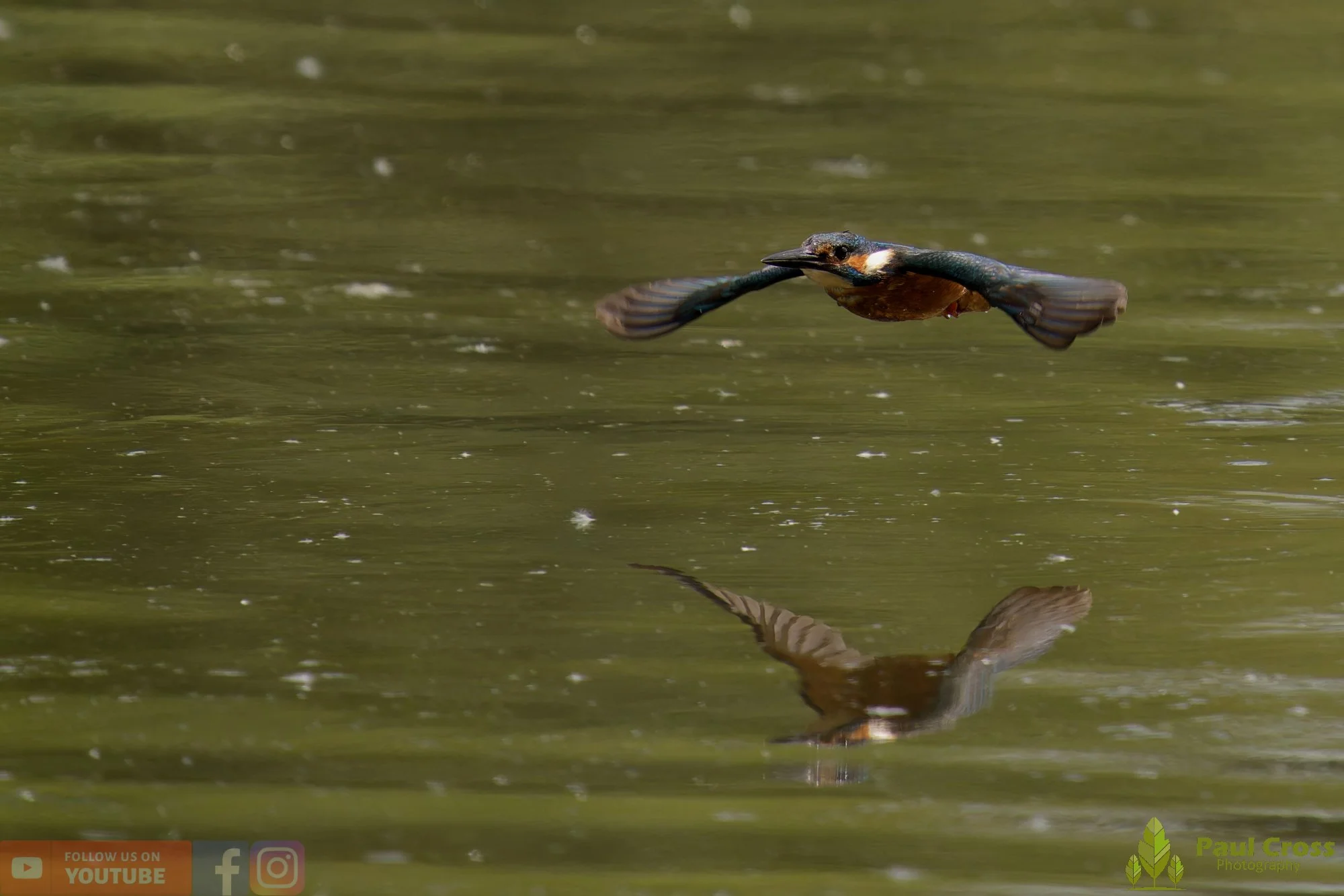 Kingfisher-00752.jpg