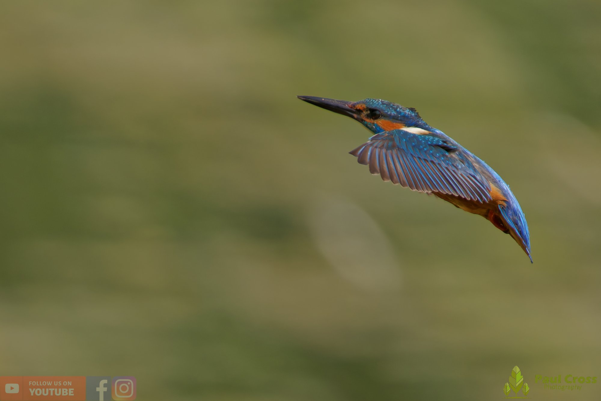 Kingfisher-00753.jpg