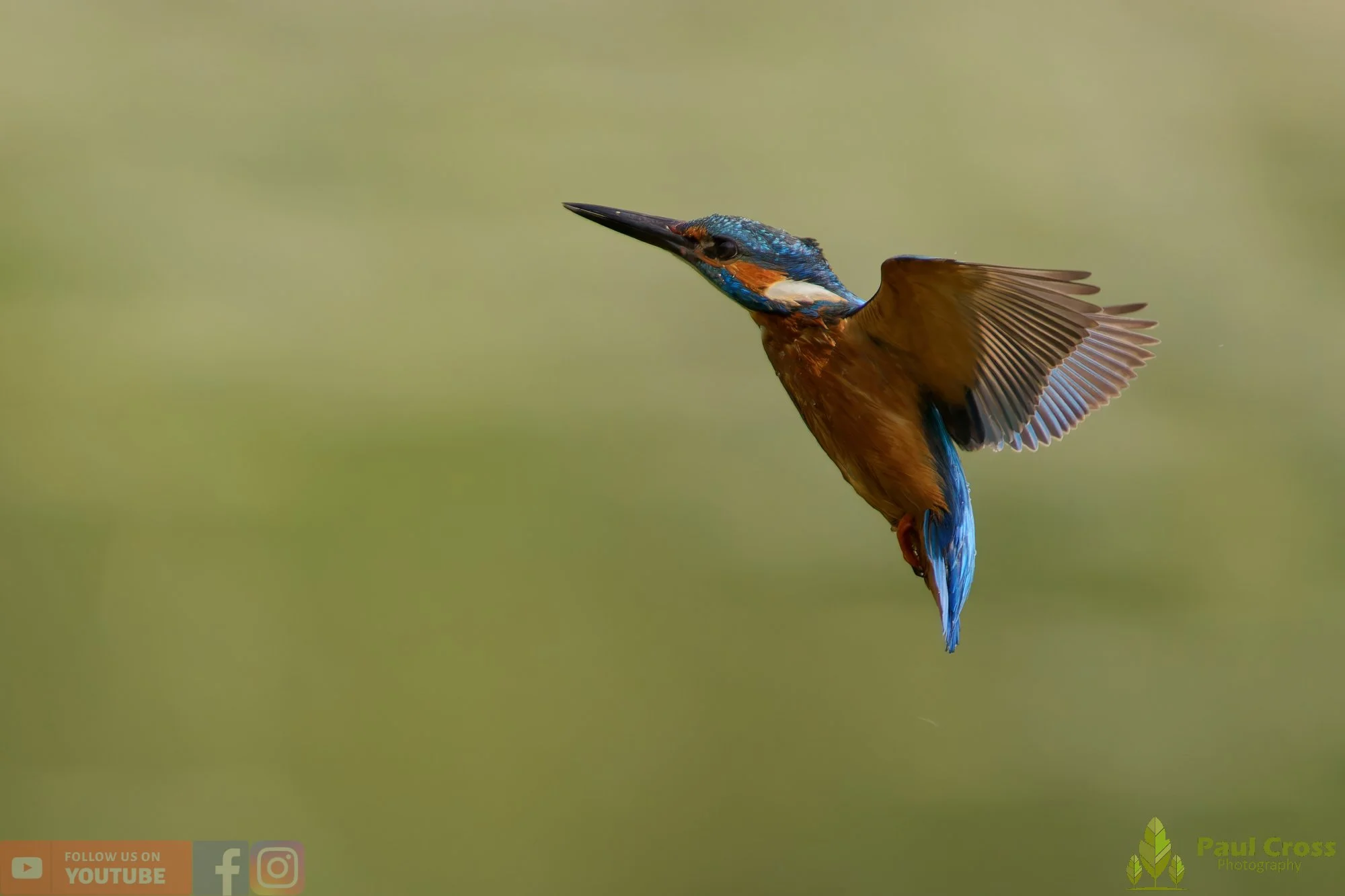 Kingfisher-00754.jpg