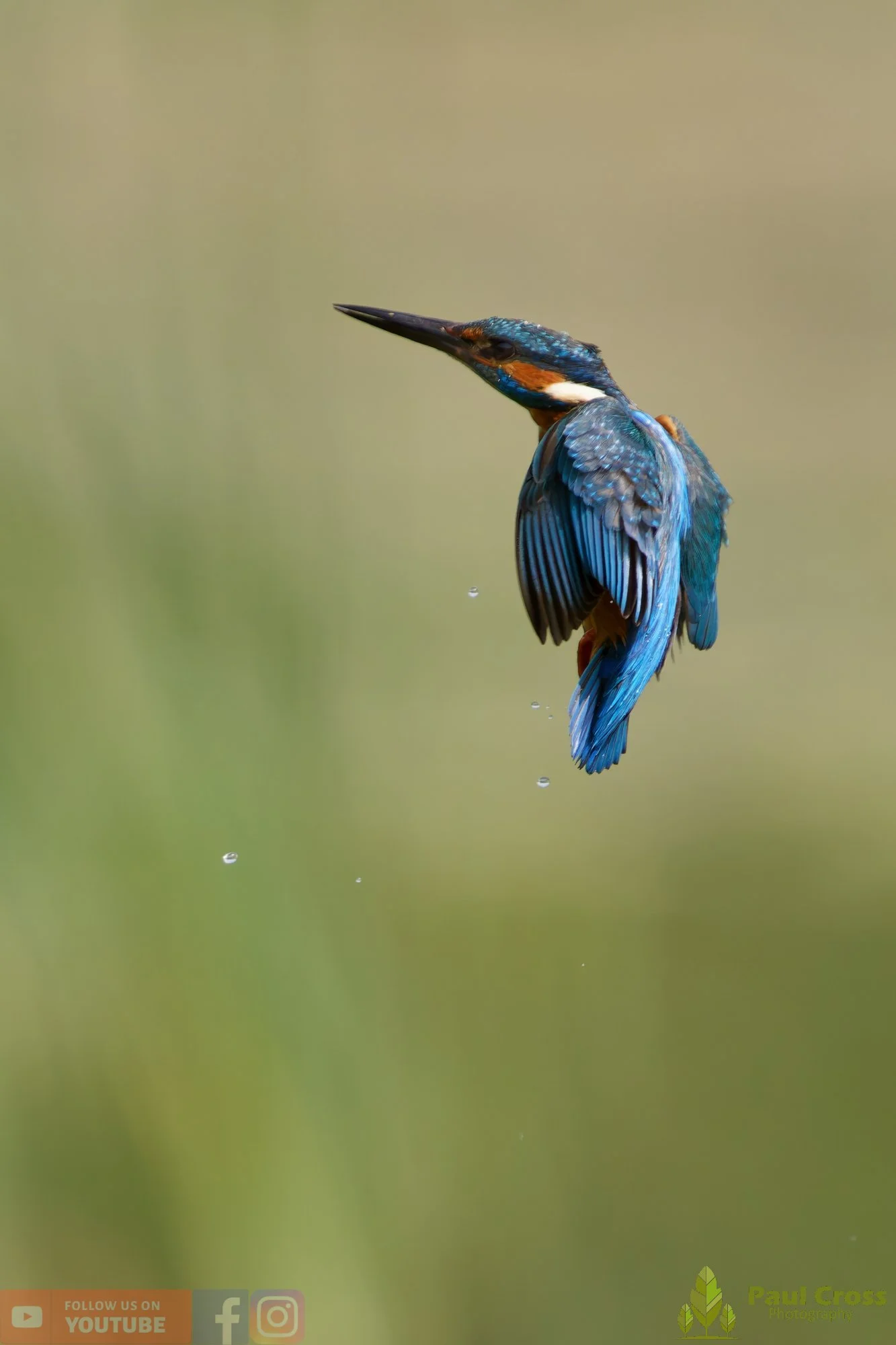 Kingfisher-00755.jpg