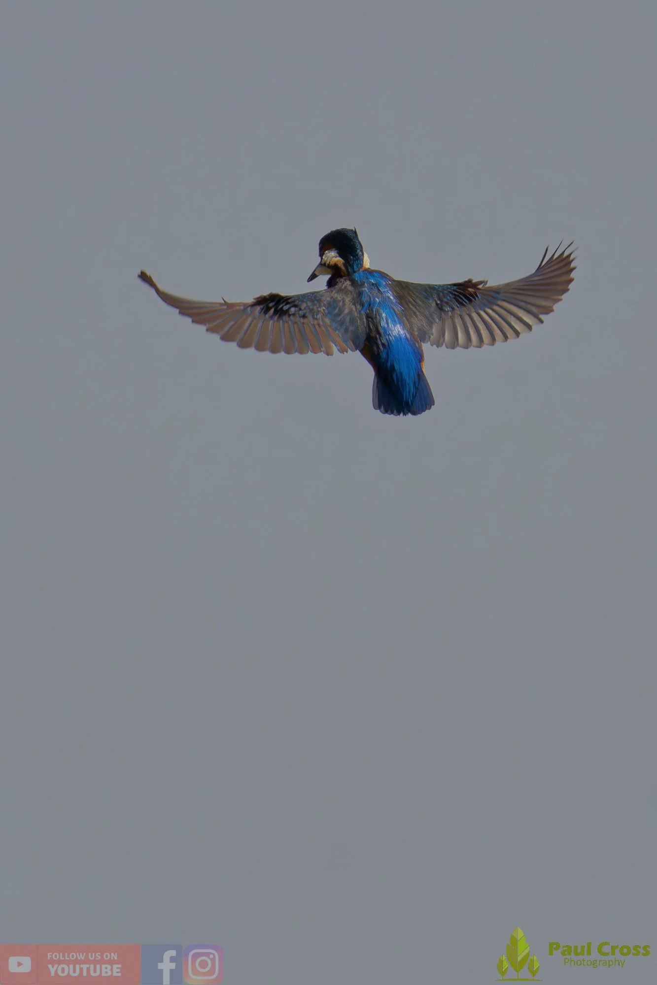 Kingfisher-00756.jpg