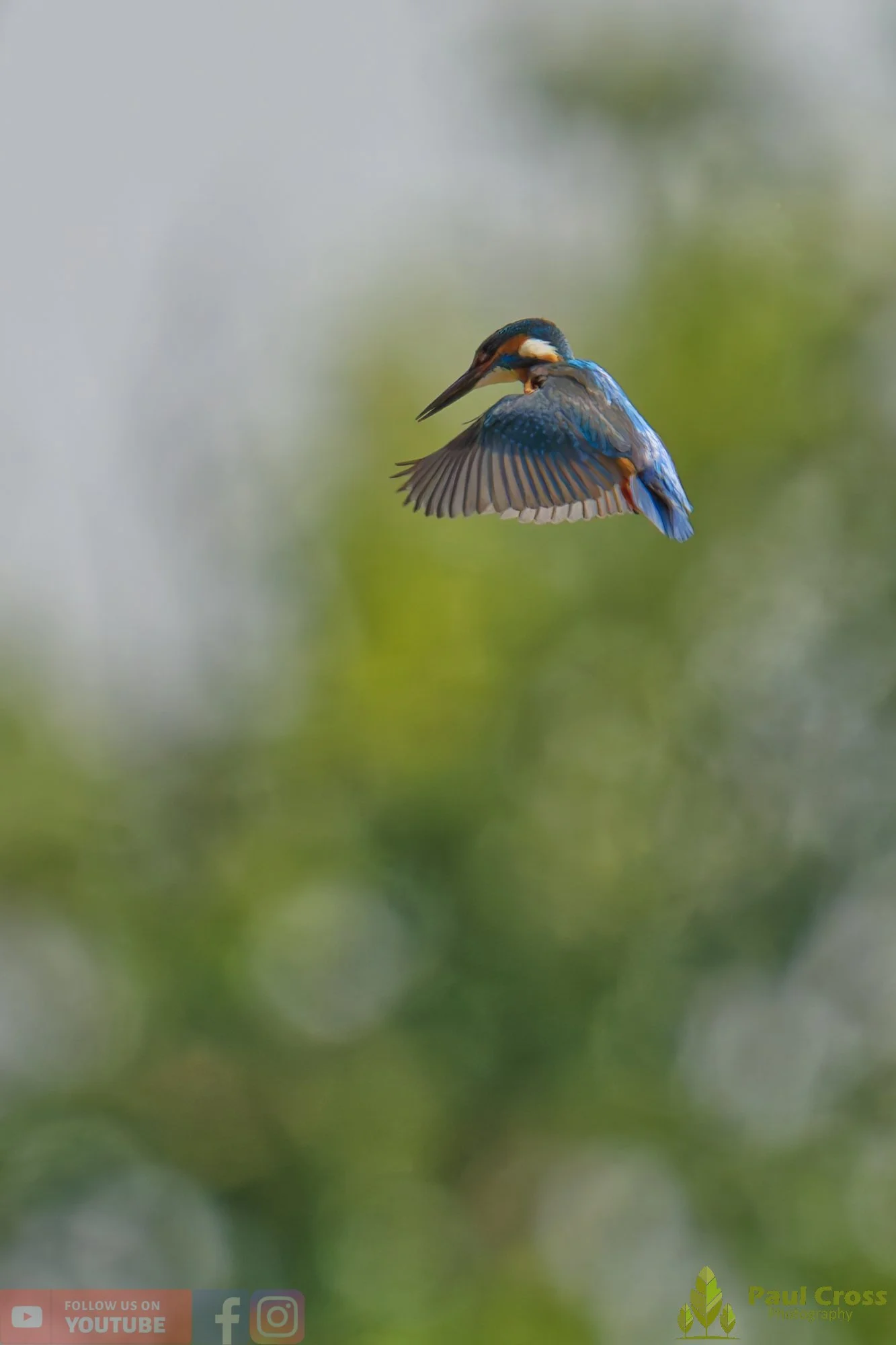 Kingfisher-00757.jpg
