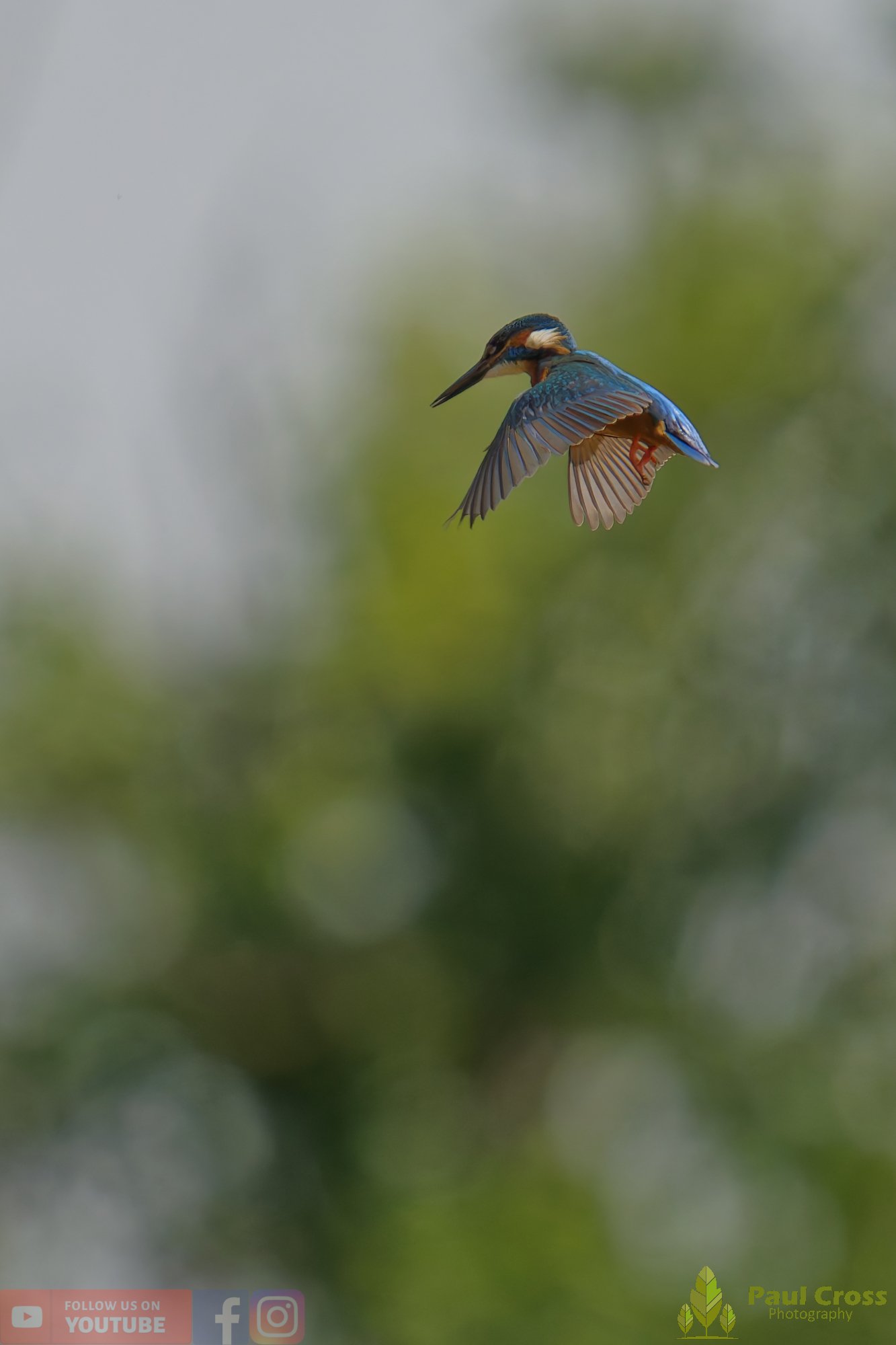 Kingfisher-00758.jpg