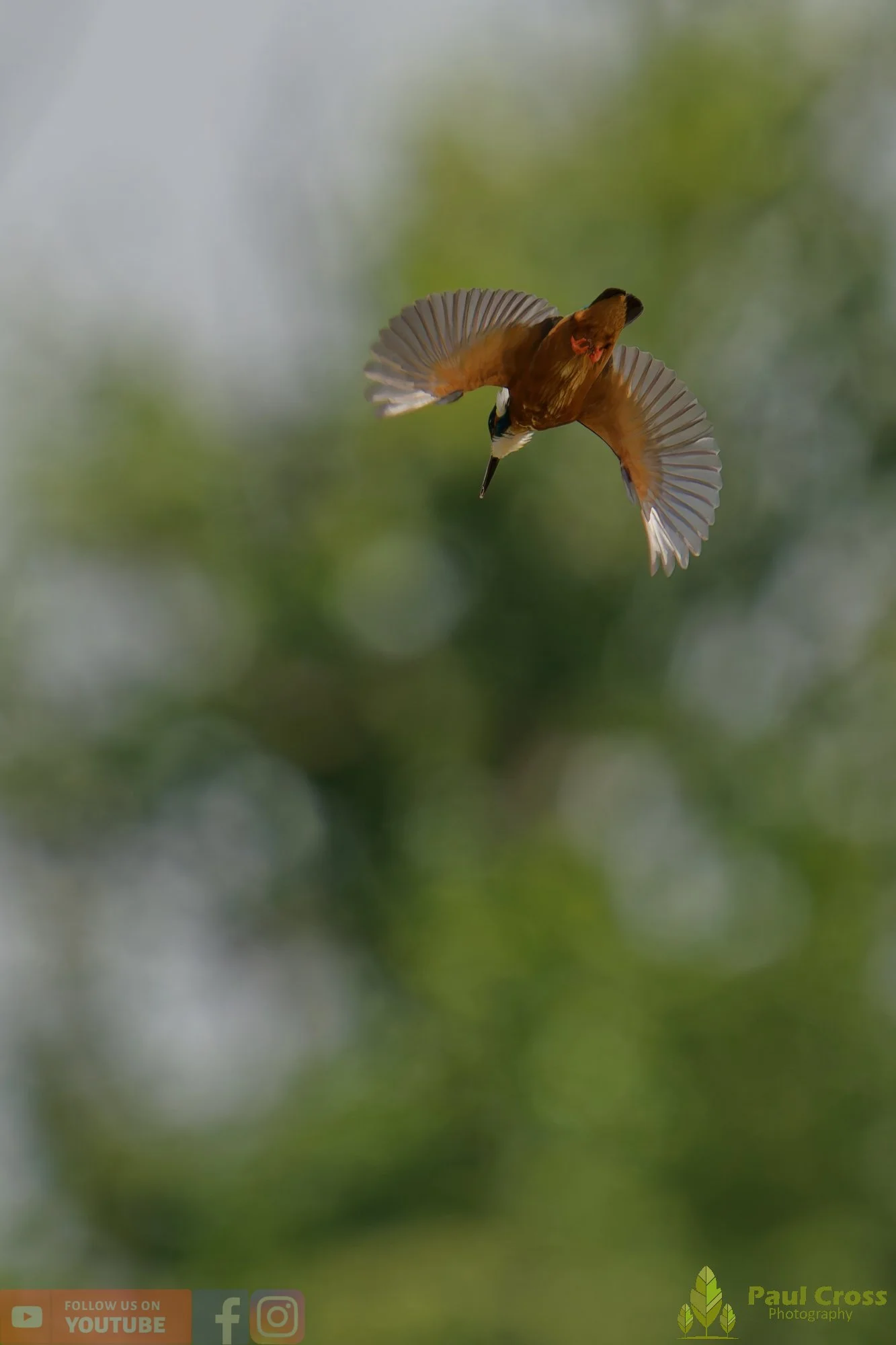 Kingfisher-00759.jpg