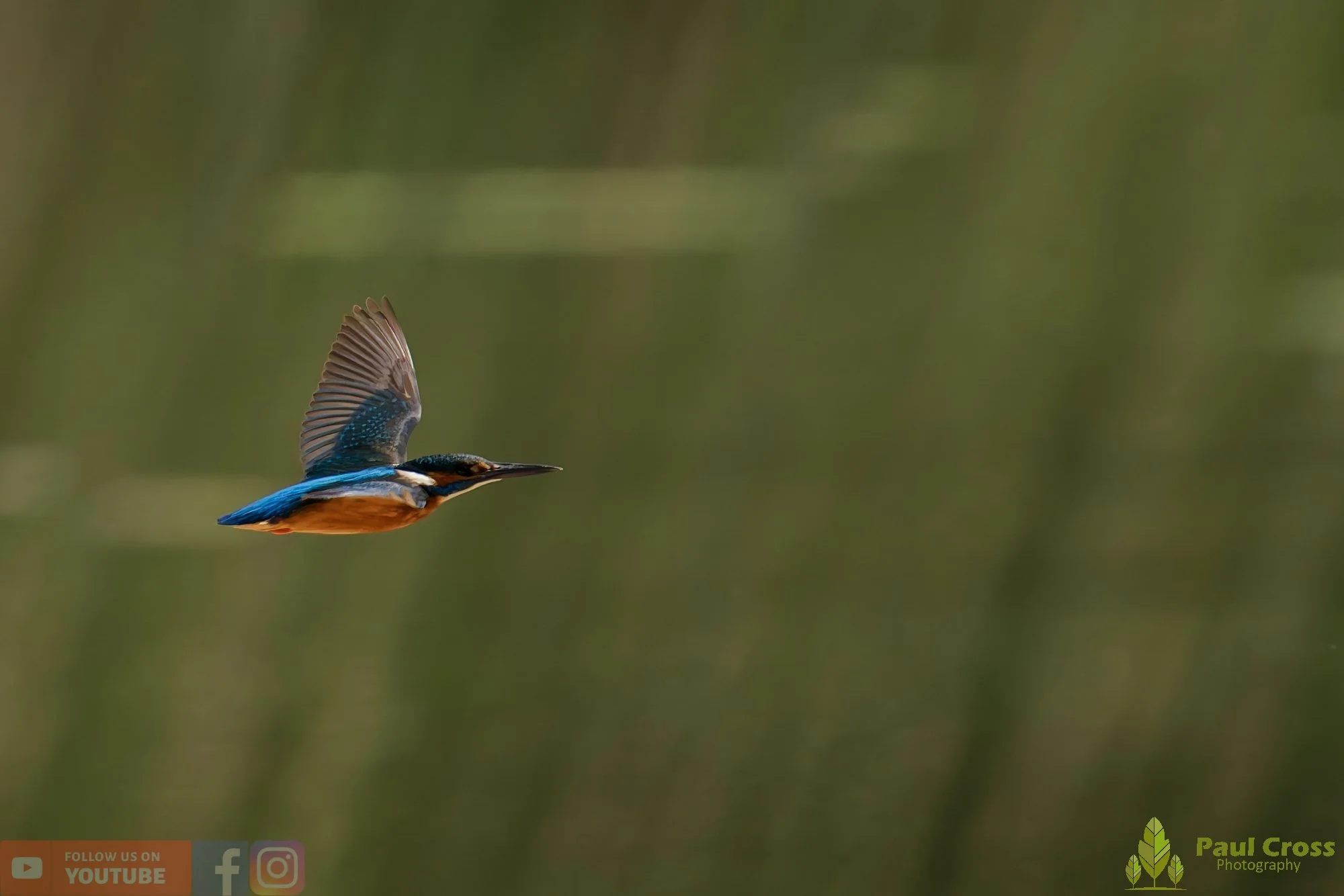 Kingfisher-00761.jpg