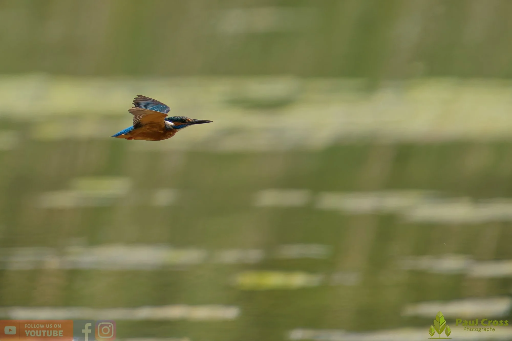 Kingfisher-00762.jpg