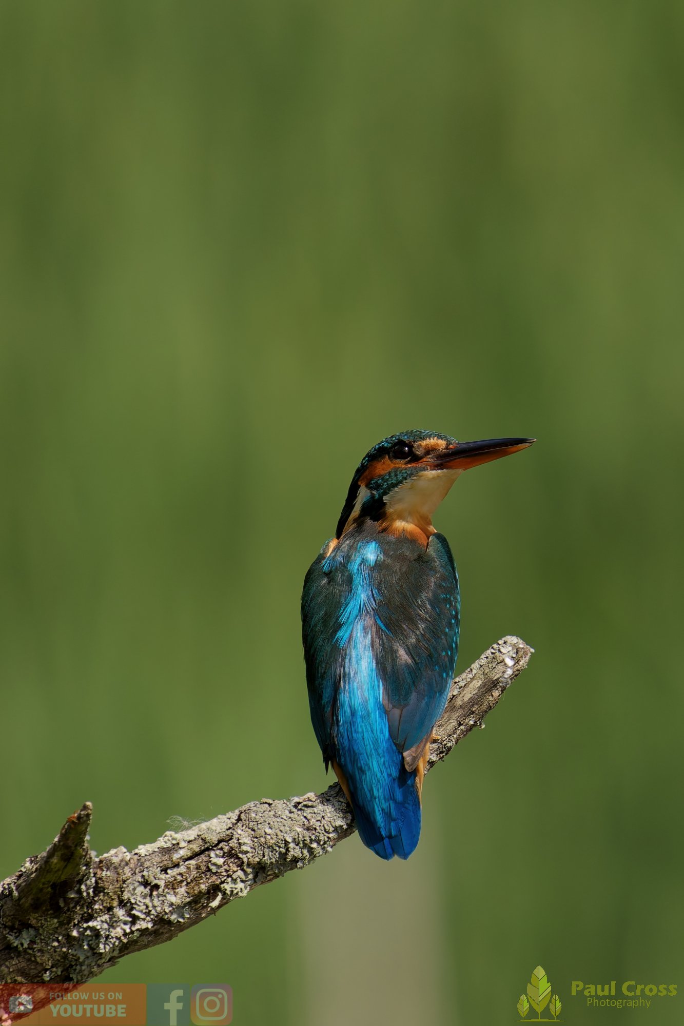 Kingfisher-00763.jpg