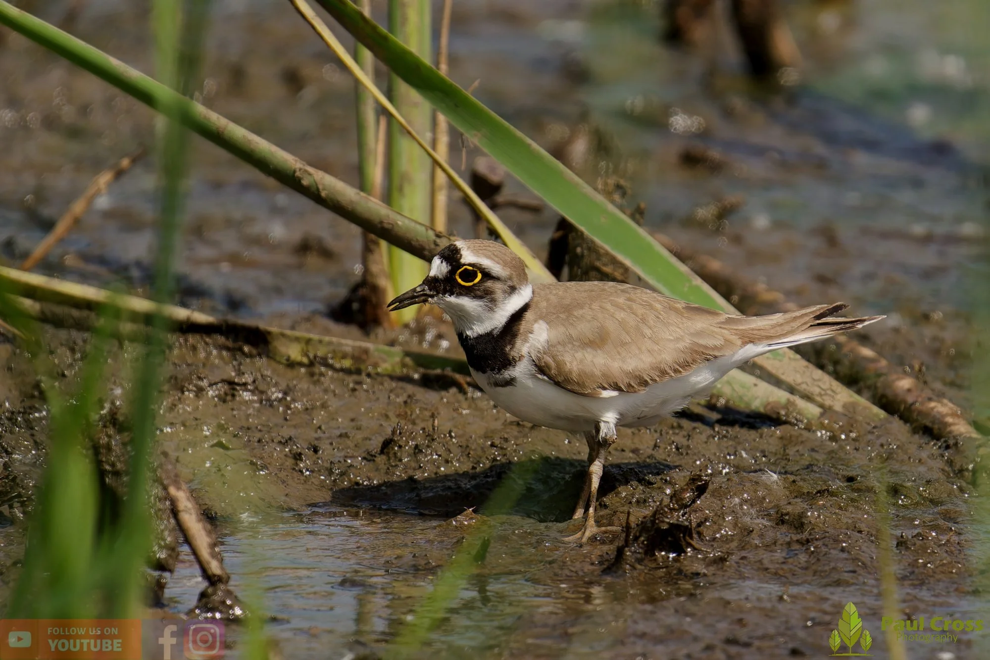Little Ringed Plover-00134.jpg