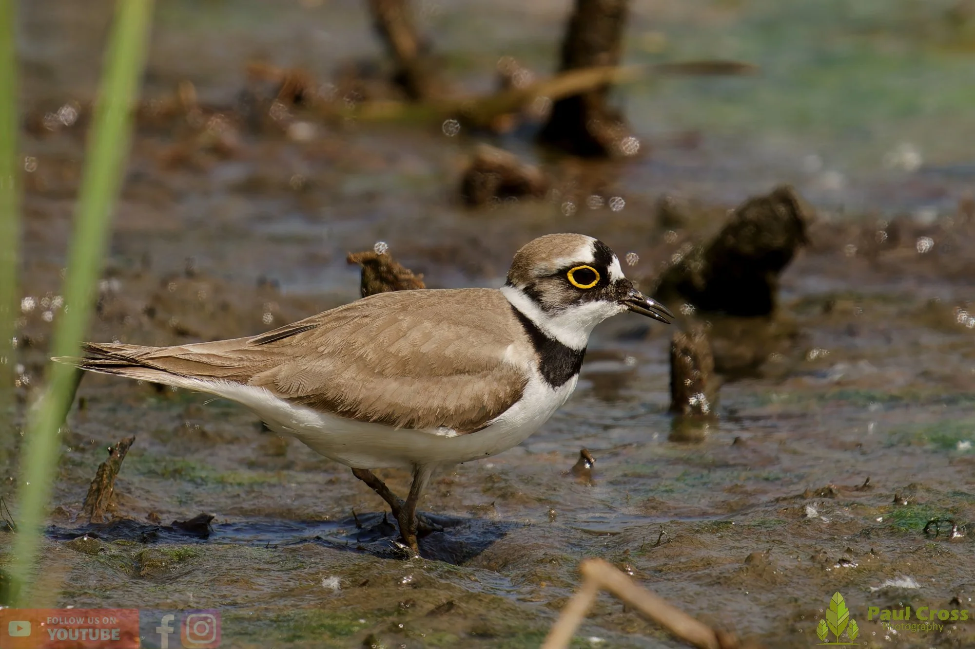 Little Ringed Plover-00135.jpg