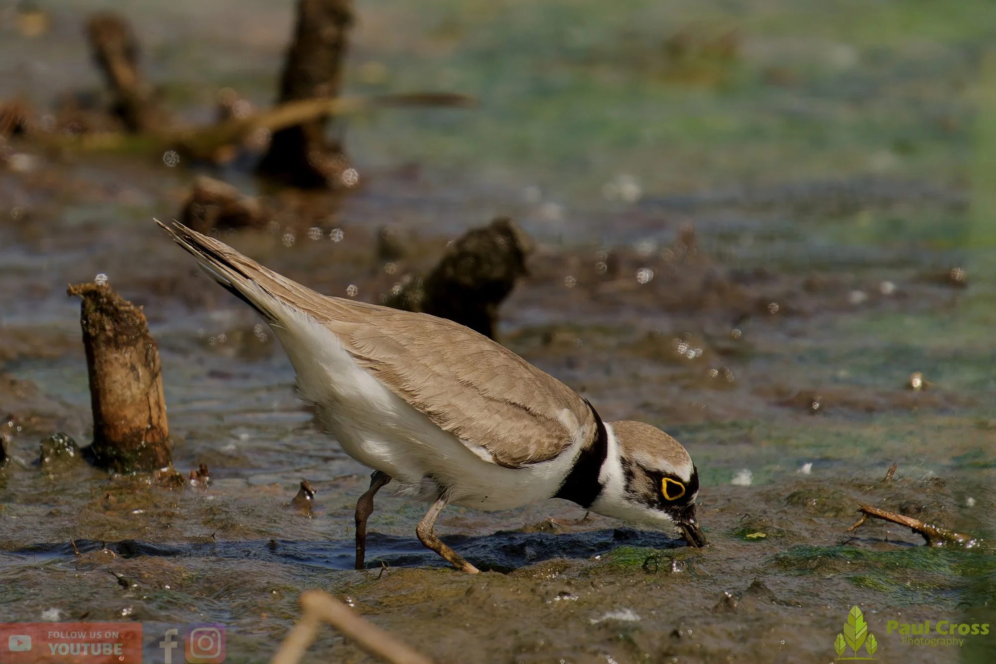 Little Ringed Plover-00136.jpg