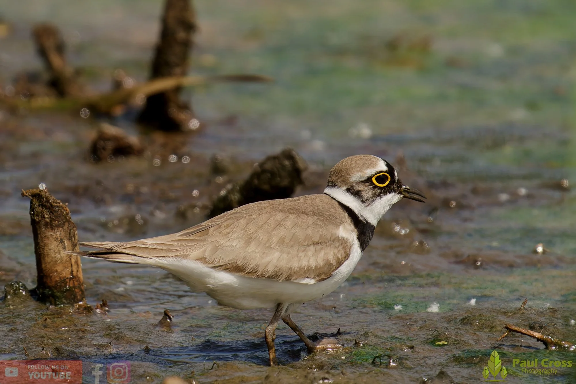 Little Ringed Plover-00137.jpg