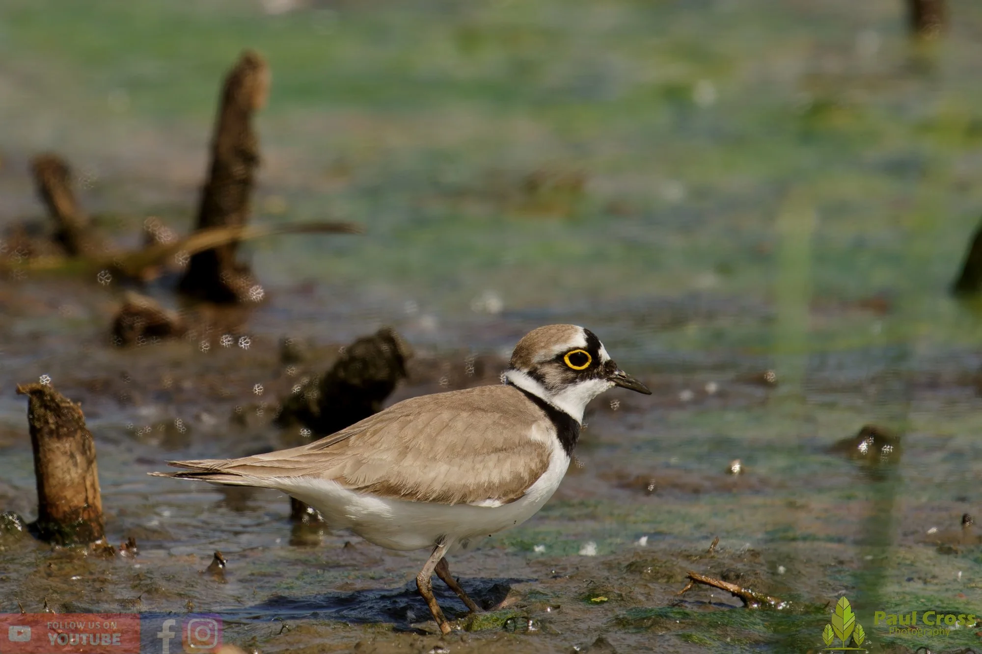 Little Ringed Plover-00138.jpg