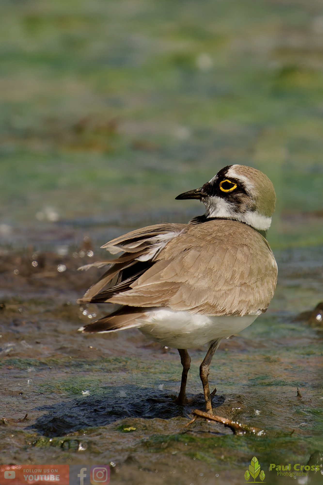Little Ringed Plover-00139.jpg