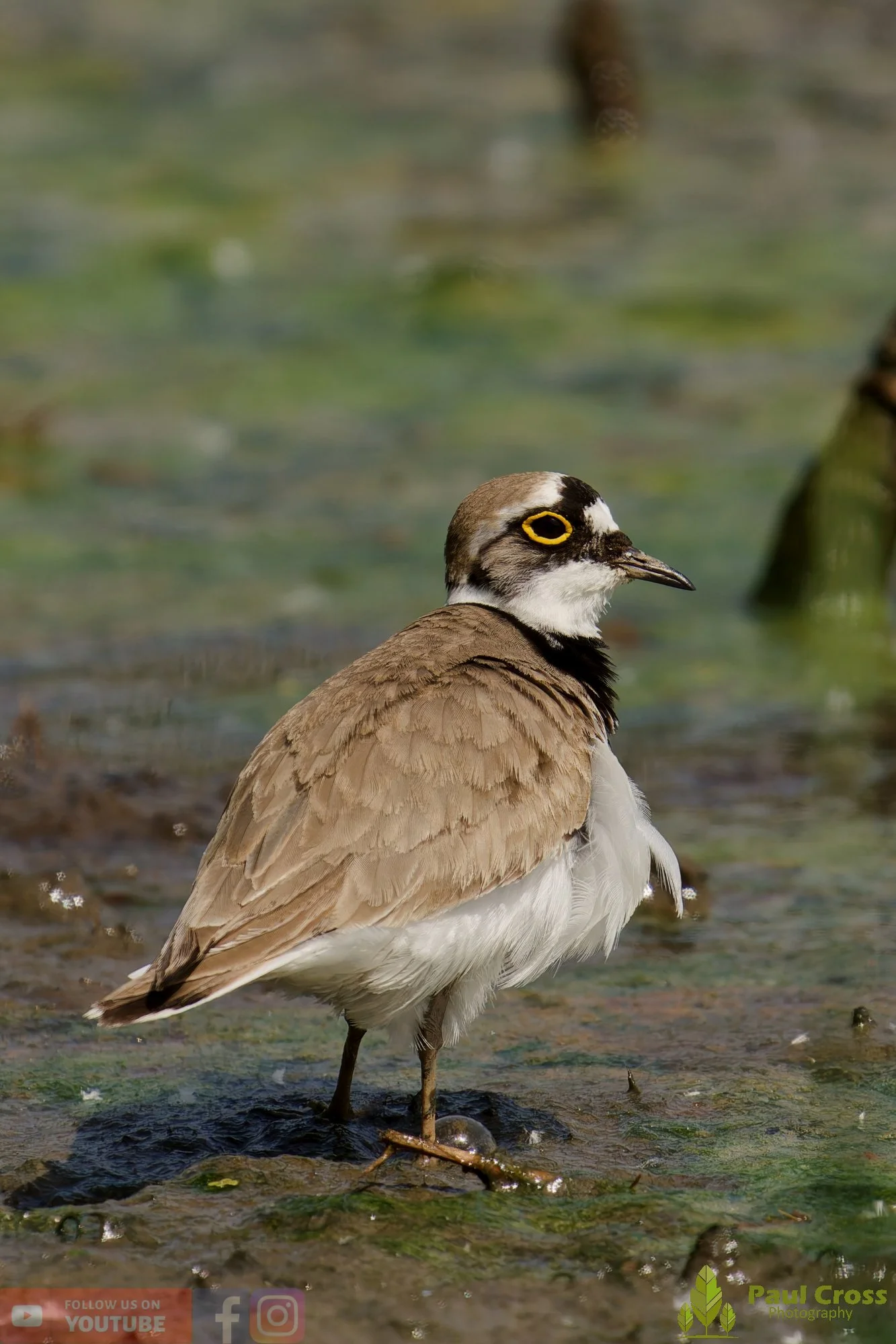 Little Ringed Plover-00140.jpg