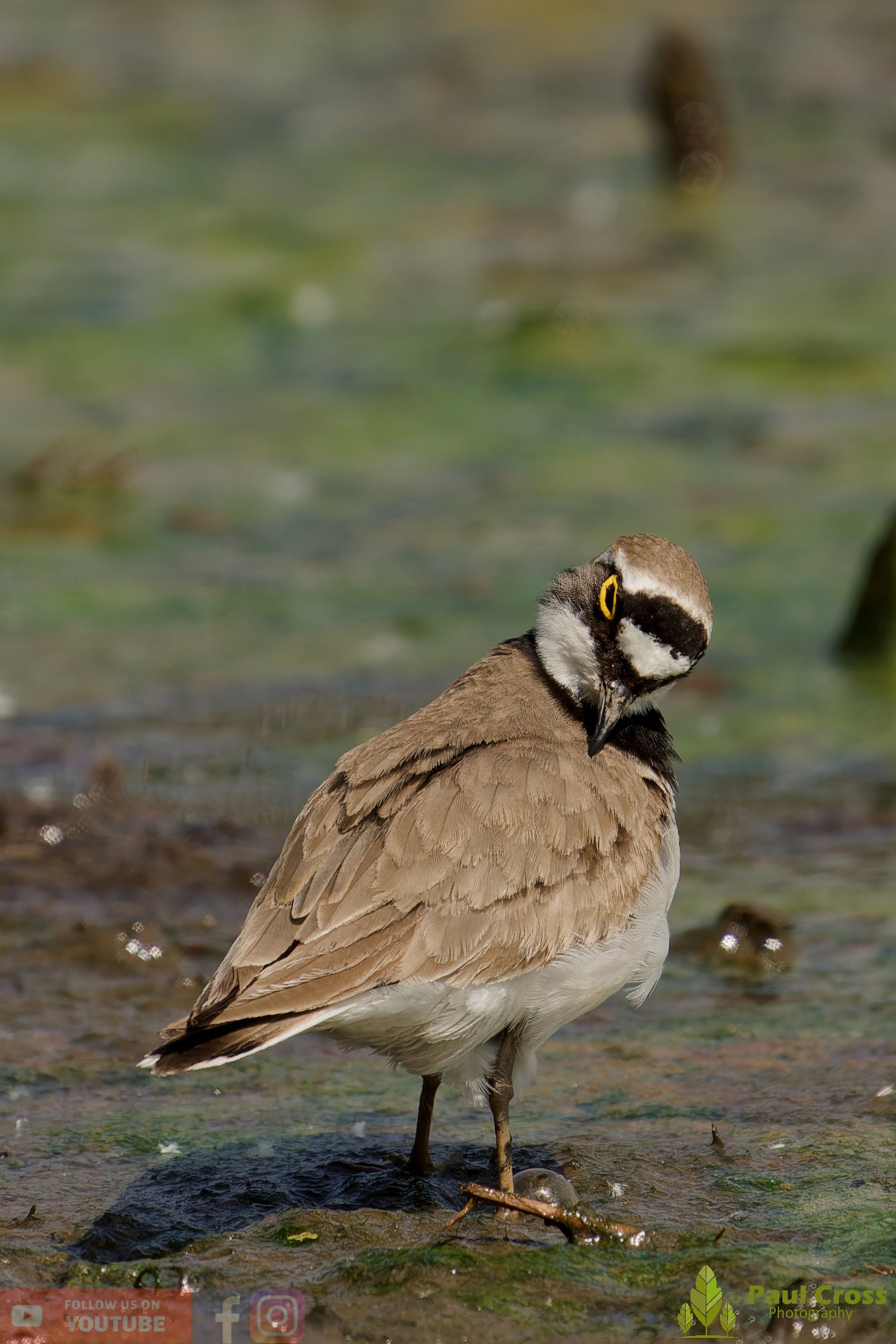 Little Ringed Plover-00141.jpg
