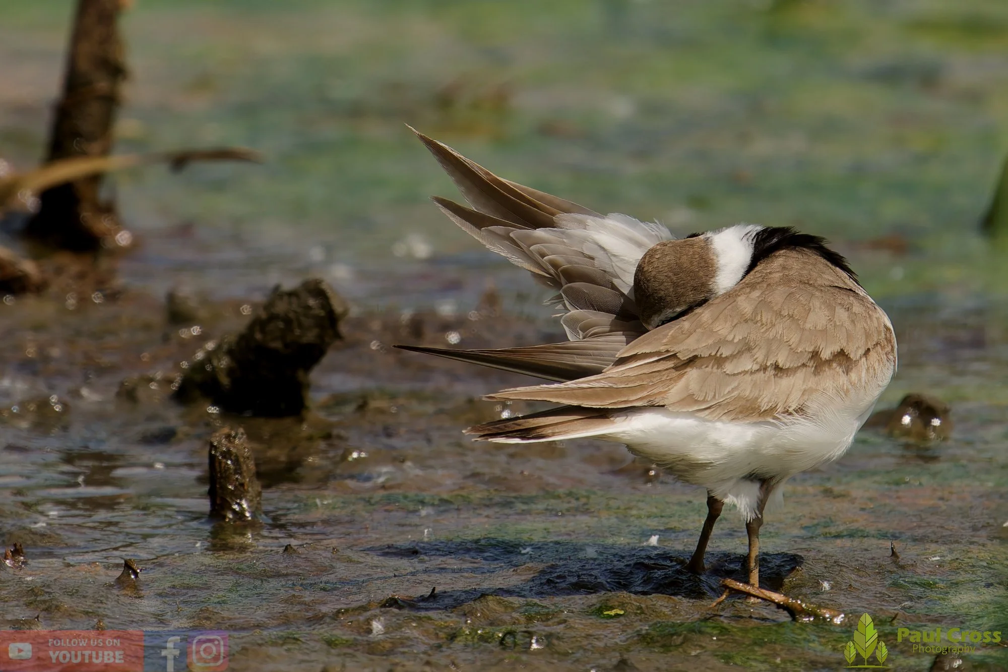 Little Ringed Plover-00142.jpg