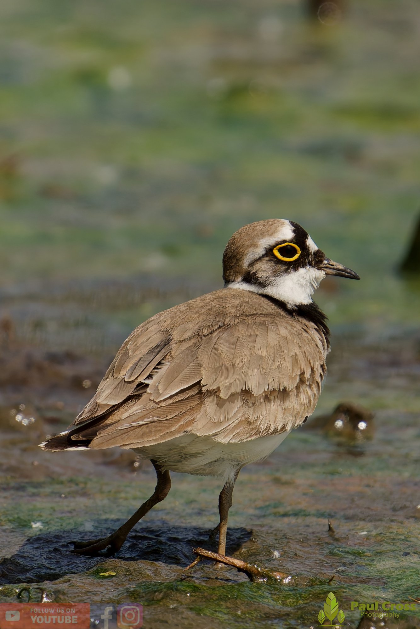 Little Ringed Plover-00143.jpg