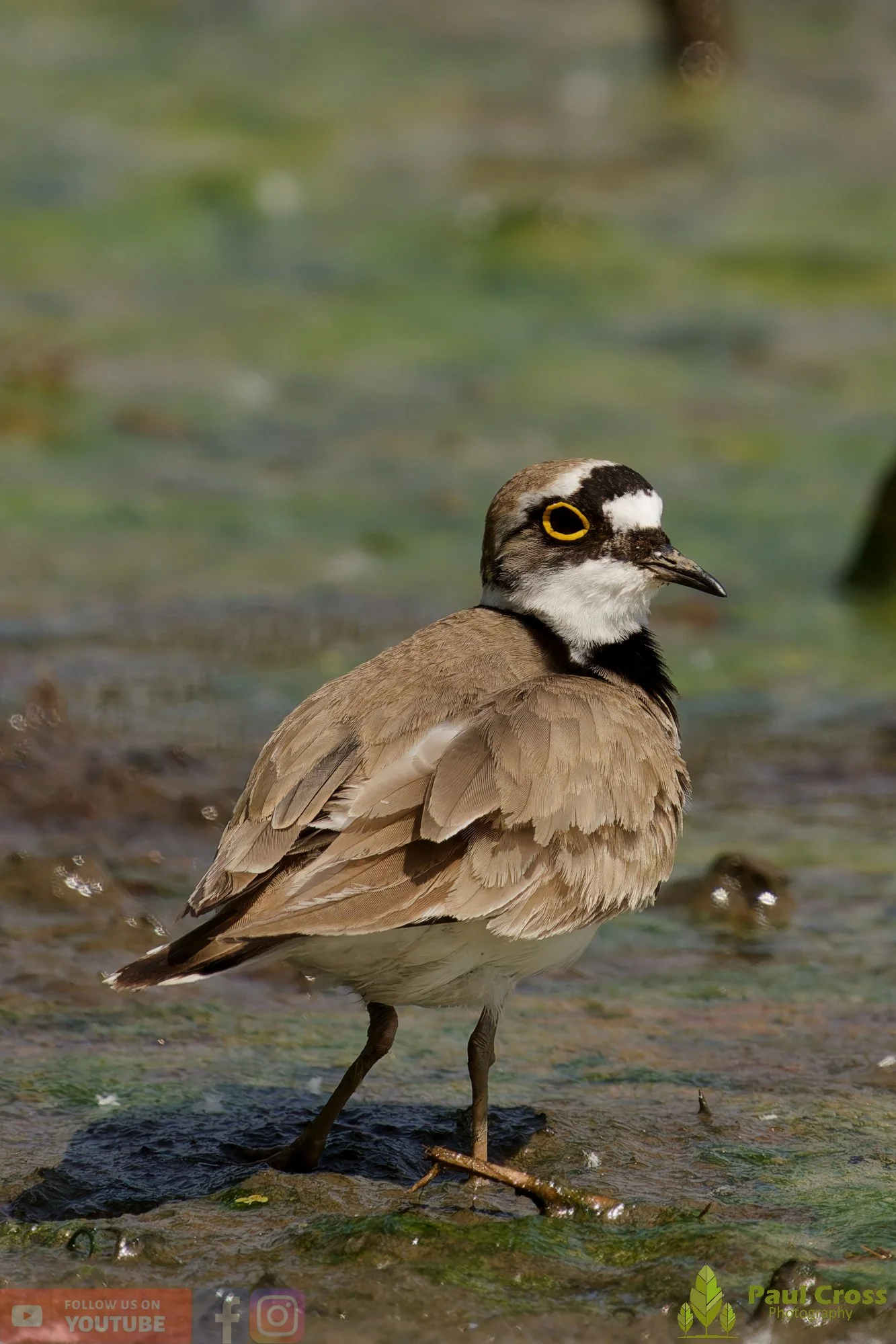Little Ringed Plover-00145.jpg