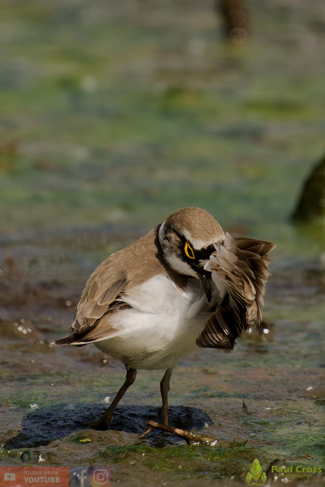 Little Ringed Plover-00146.jpg
