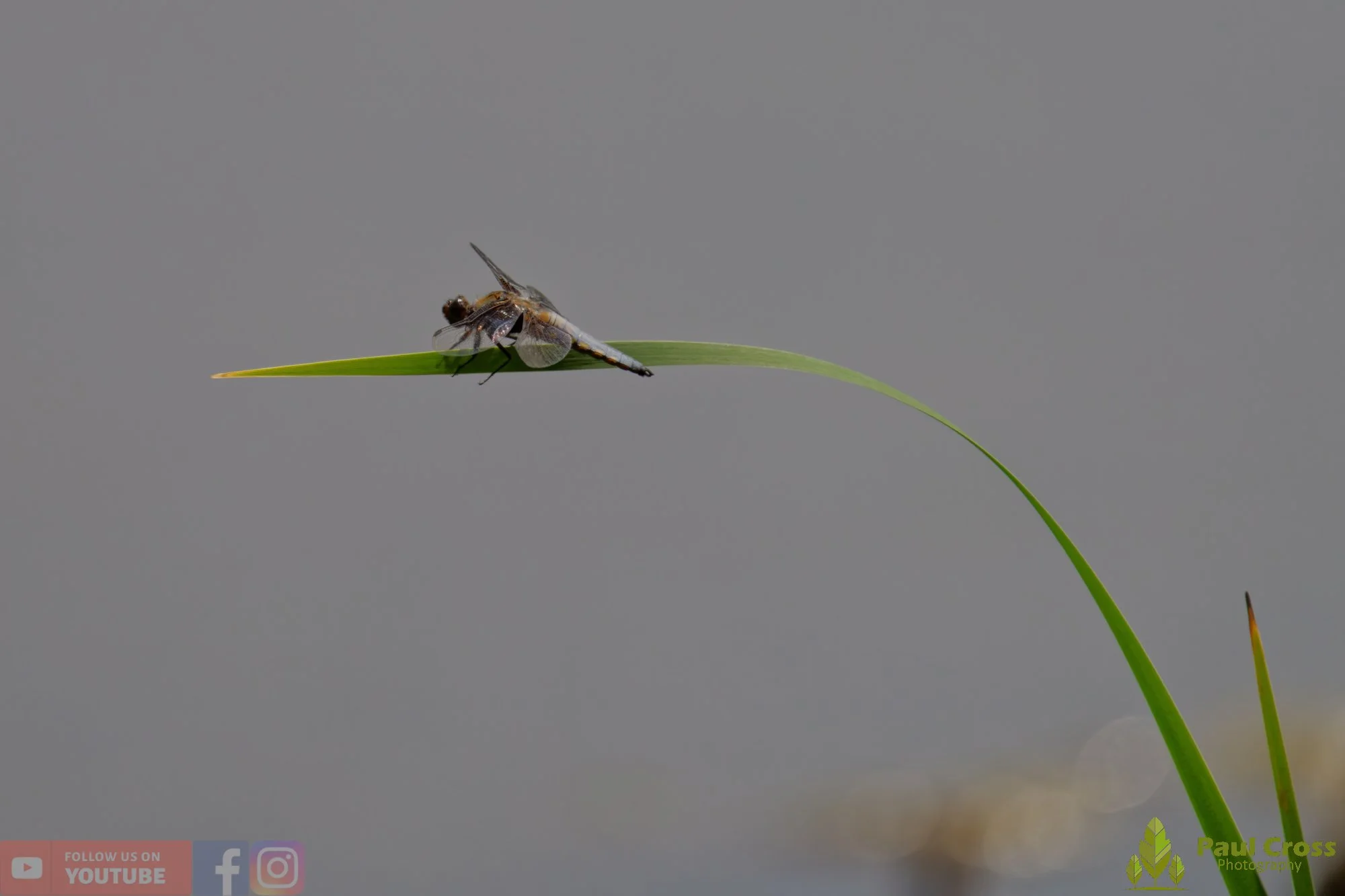 Broad-Bodied Chaser-00092.jpg