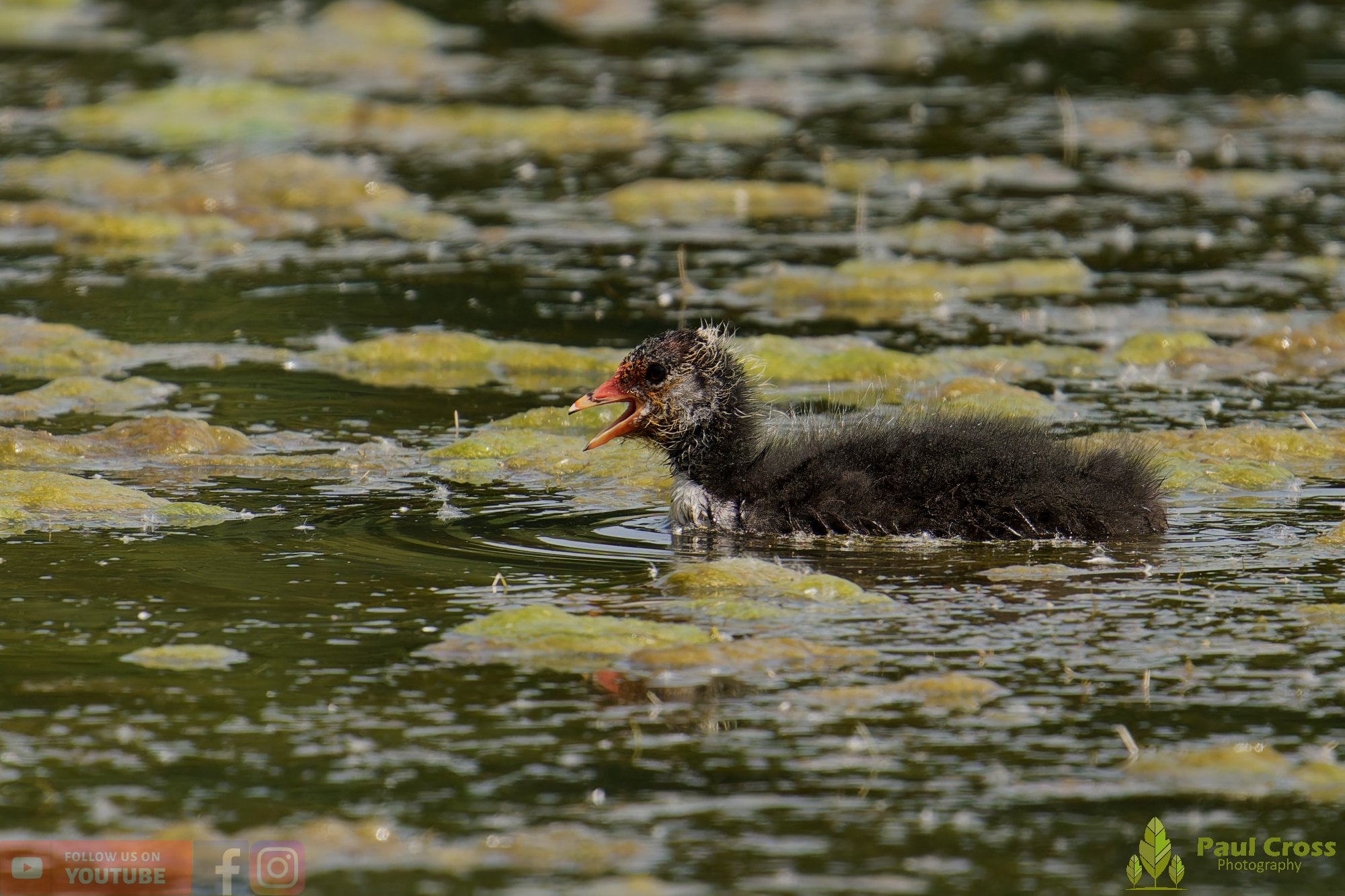 Coot-00613.jpg