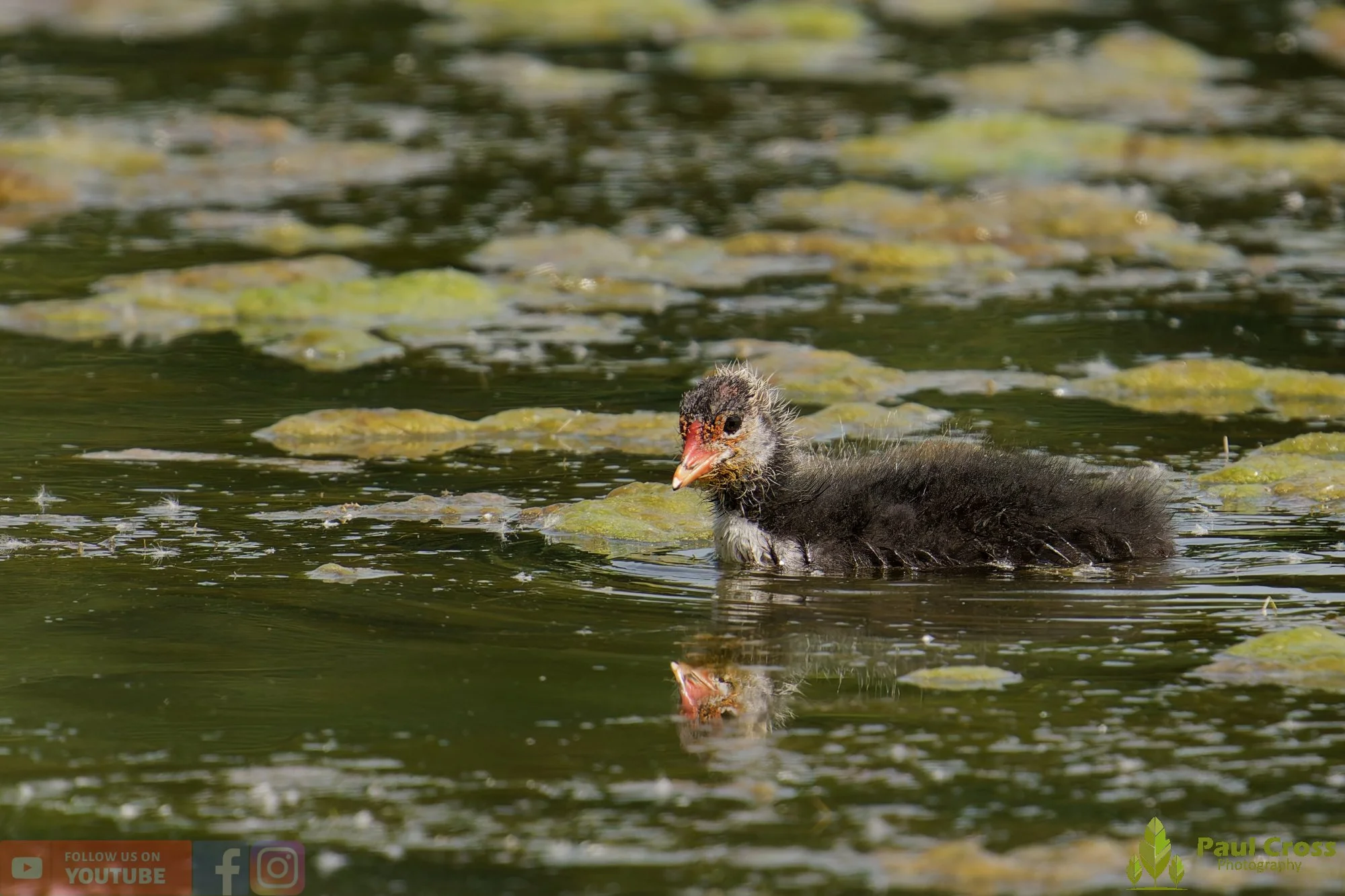 Coot-00614.jpg