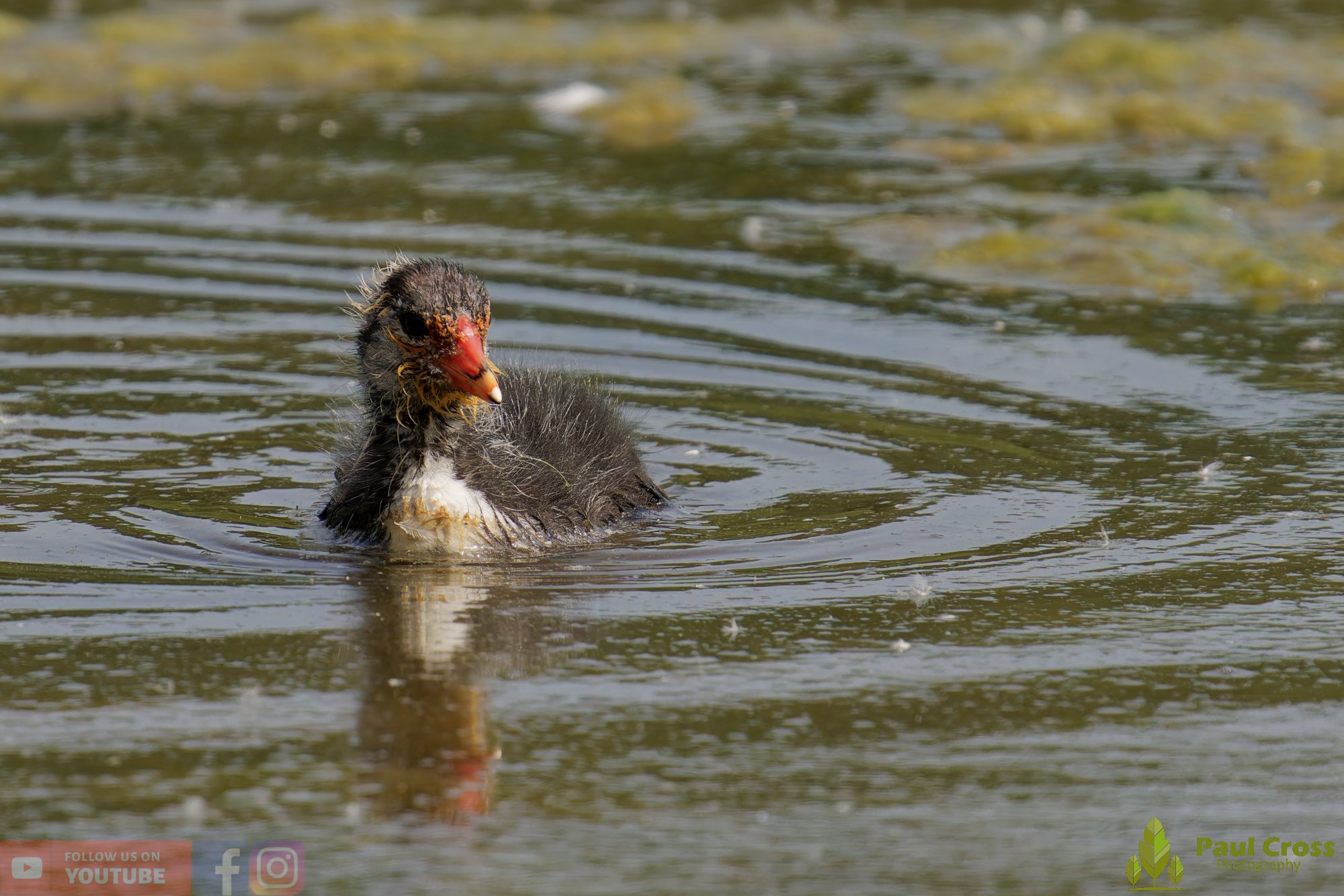 Coot-00615.jpg