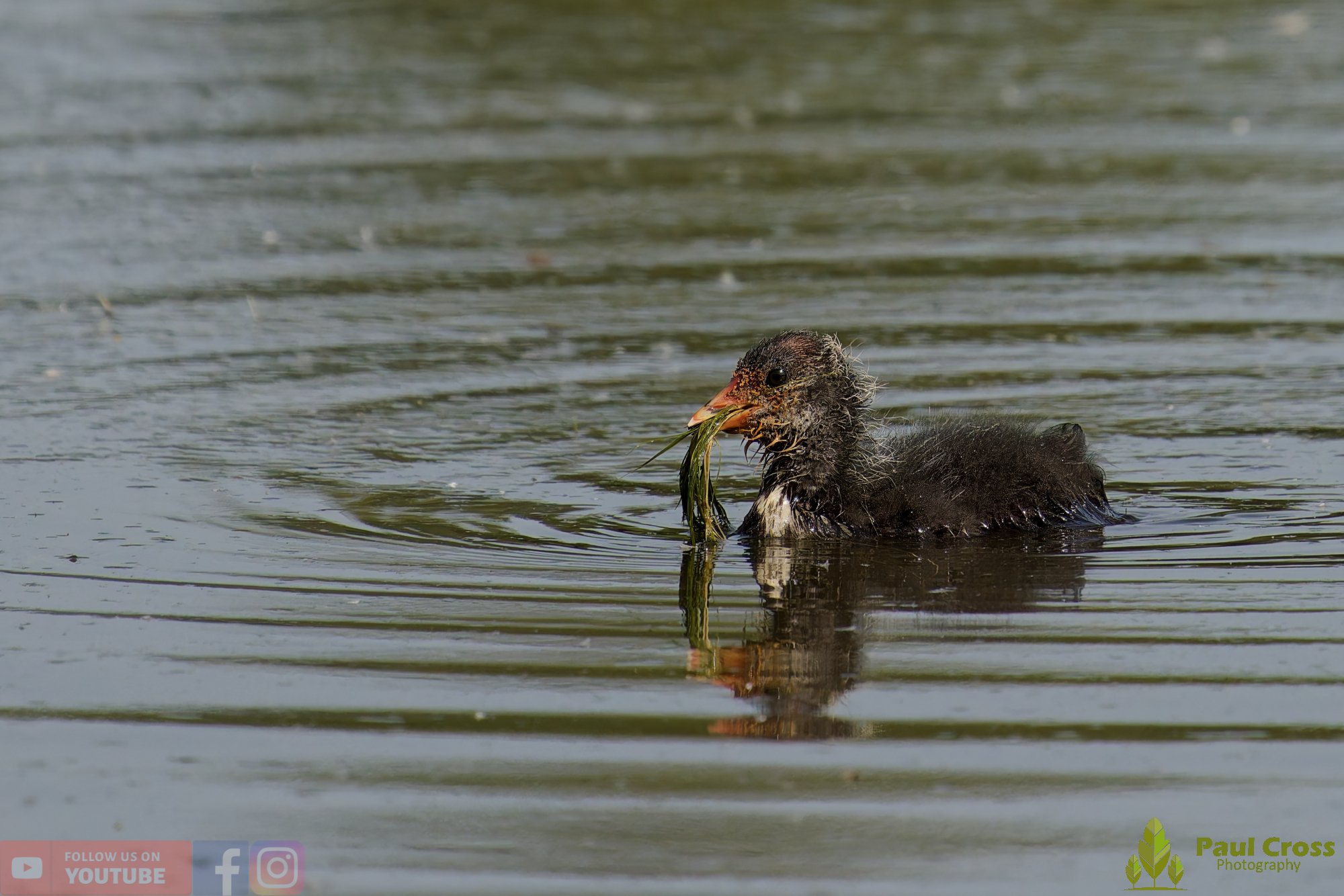 Coot-00616.jpg