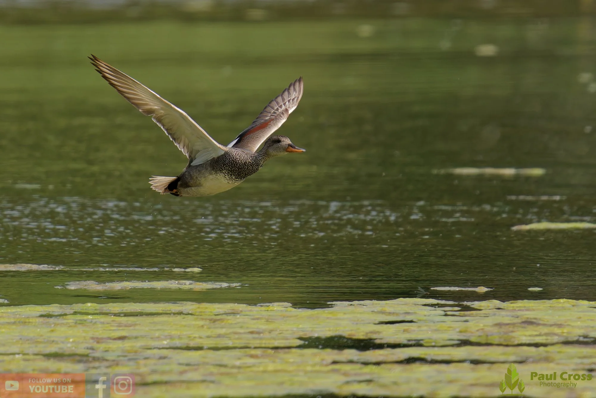 Gadwall-00300.jpg