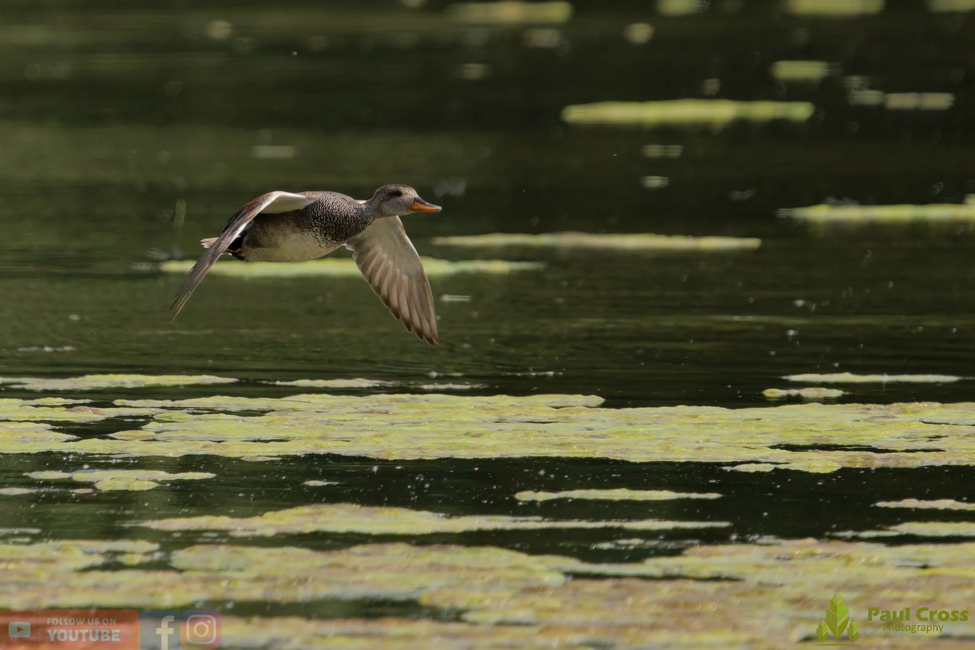Gadwall-00301.jpg