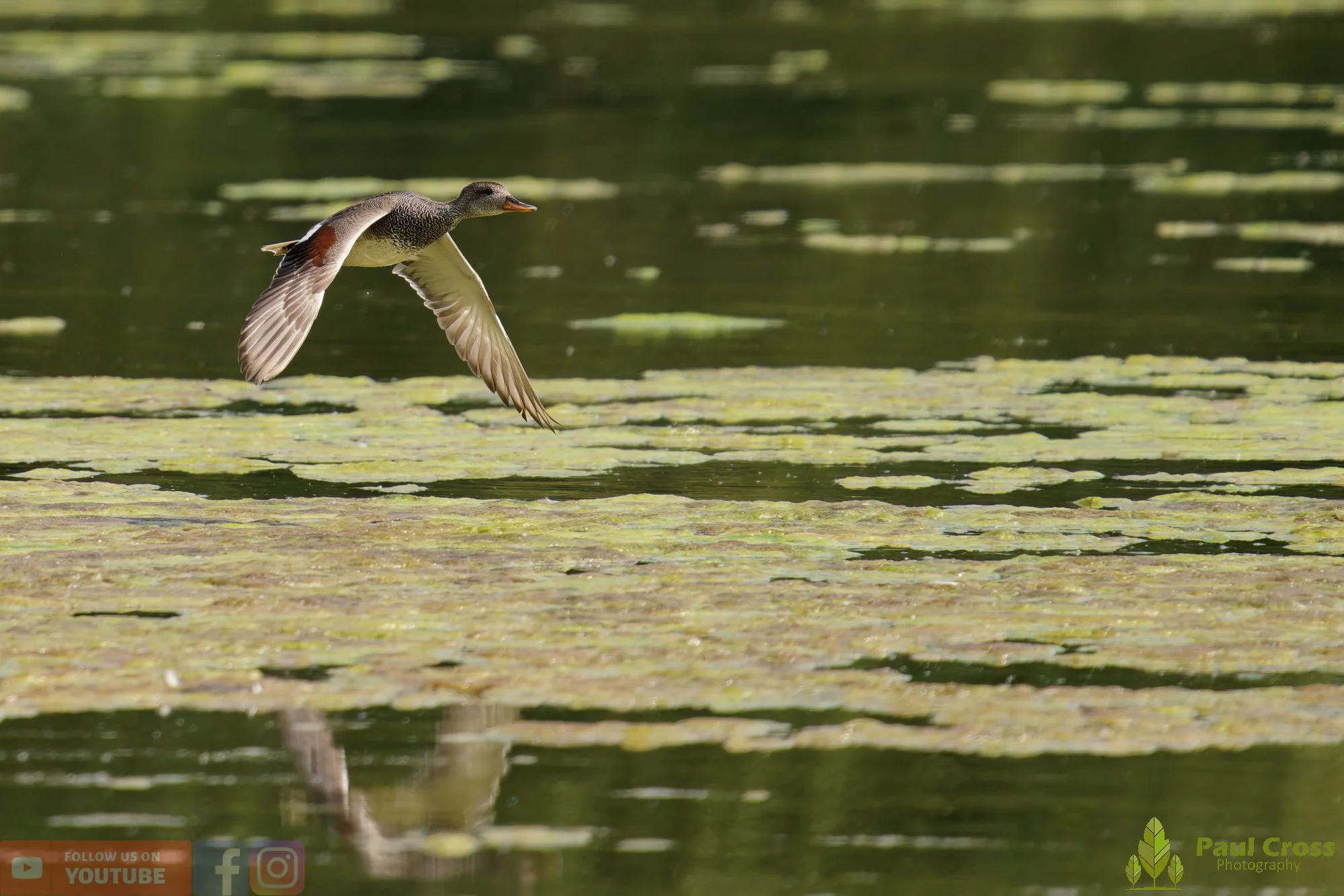 Gadwall-00302.jpg