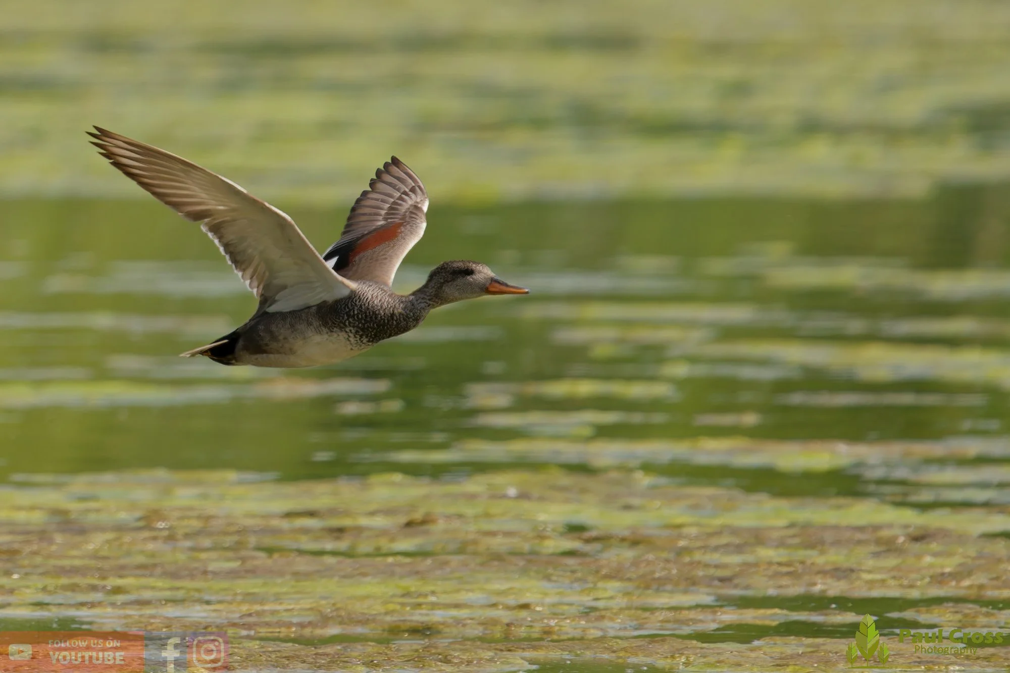 Gadwall-00304.jpg
