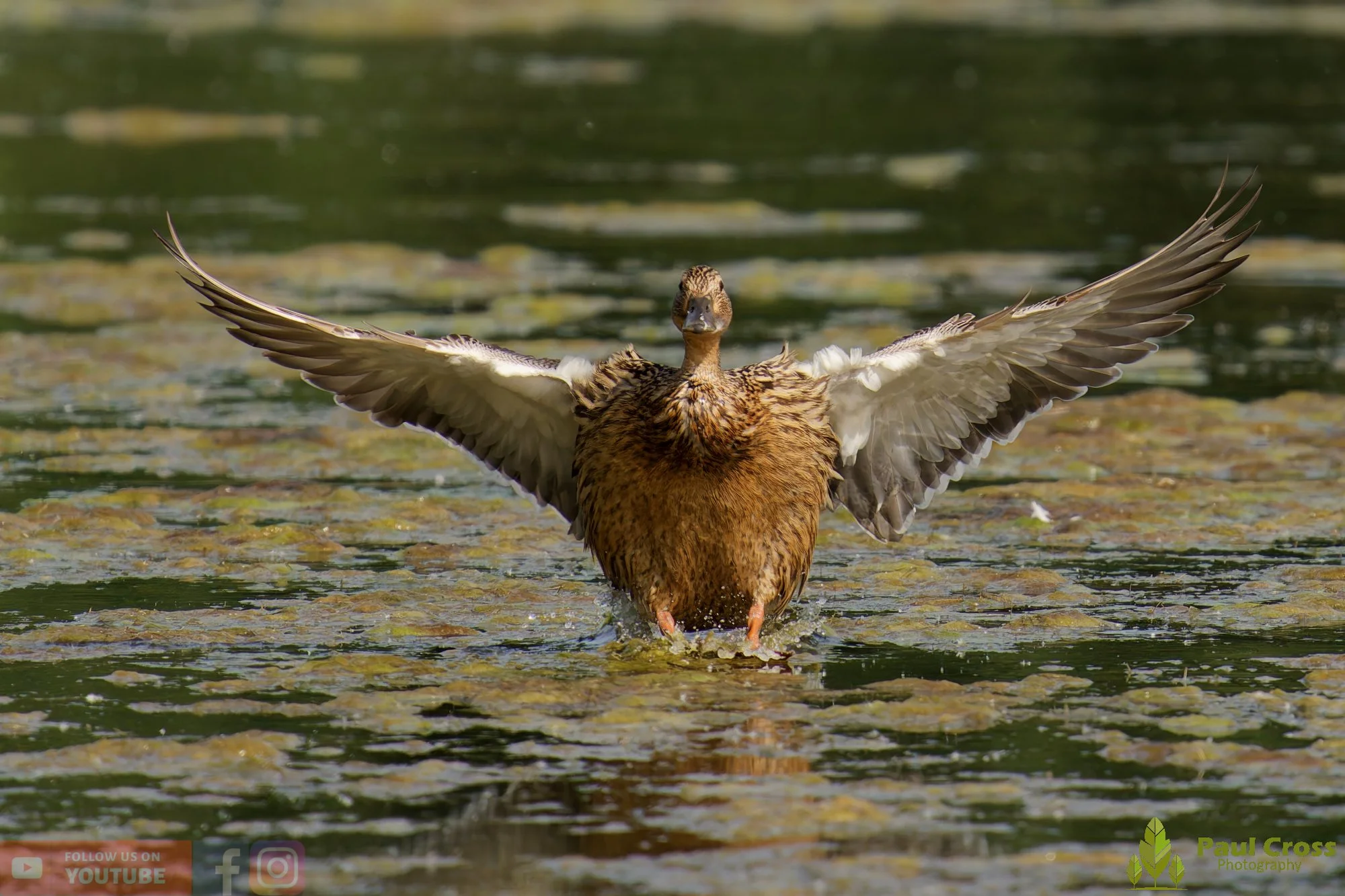 Mallard Duck-01265.jpg