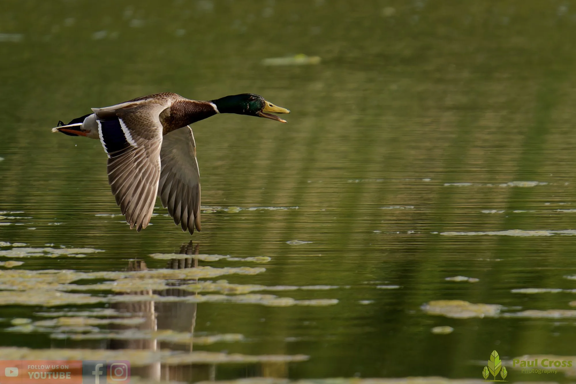 Mallard Duck-01266.jpg