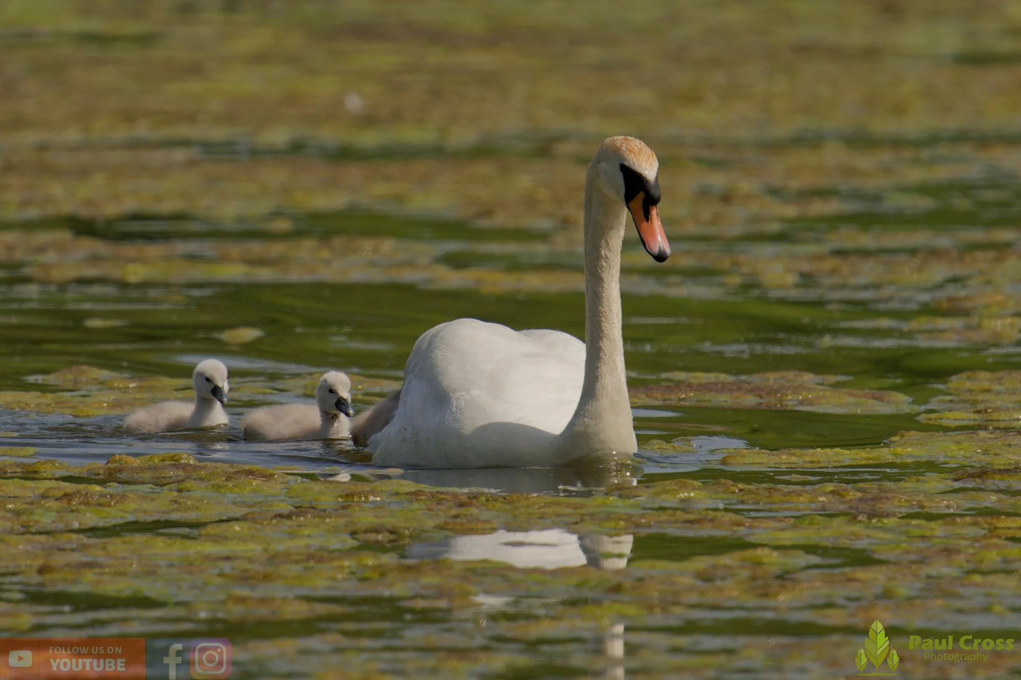 Mute Swan-00313.jpg