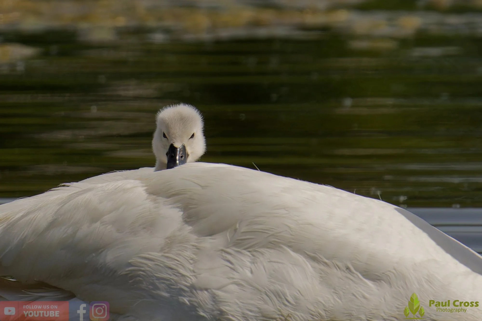 Mute Swan-00314.jpg