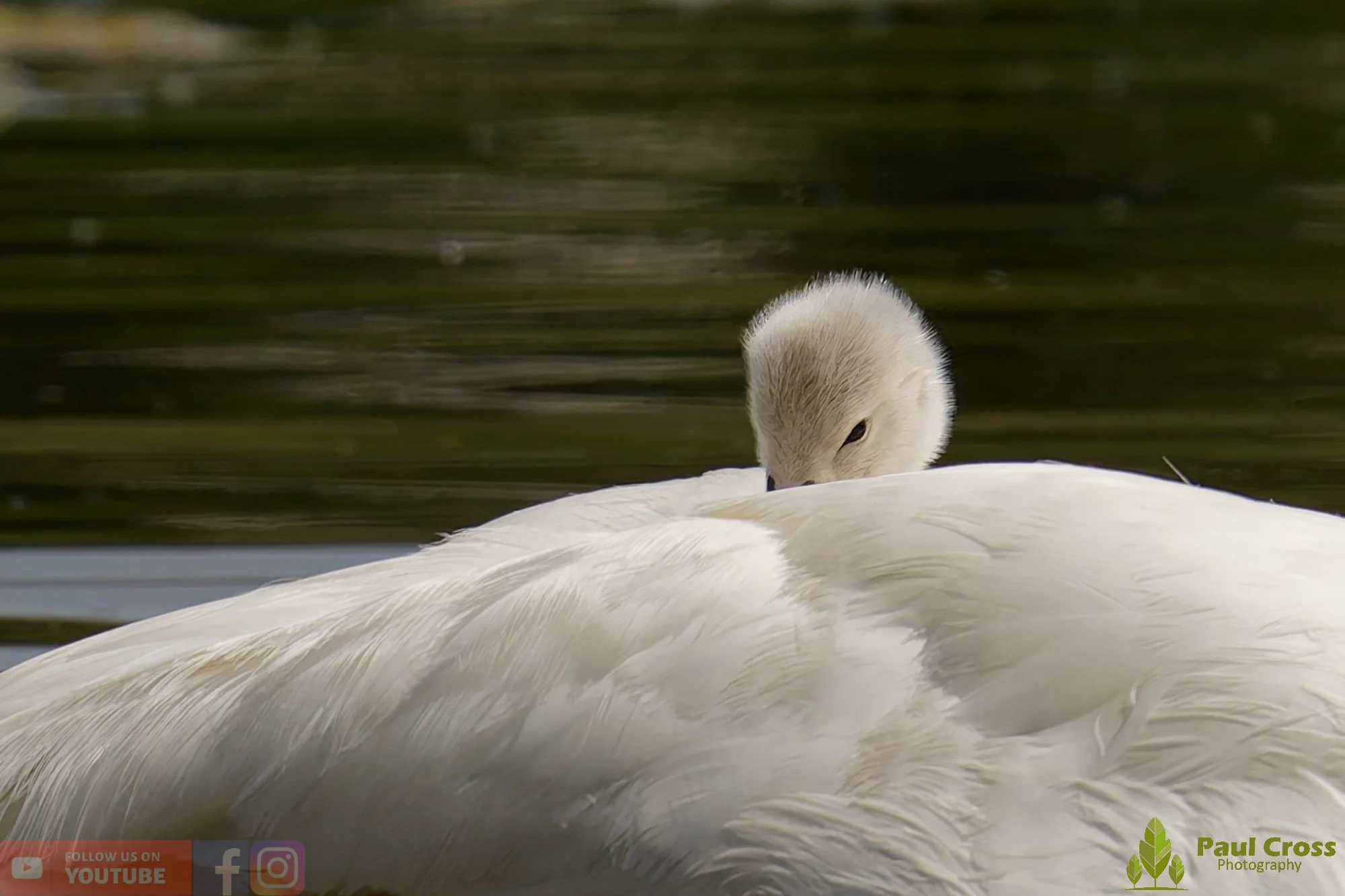 Mute Swan-00315.jpg