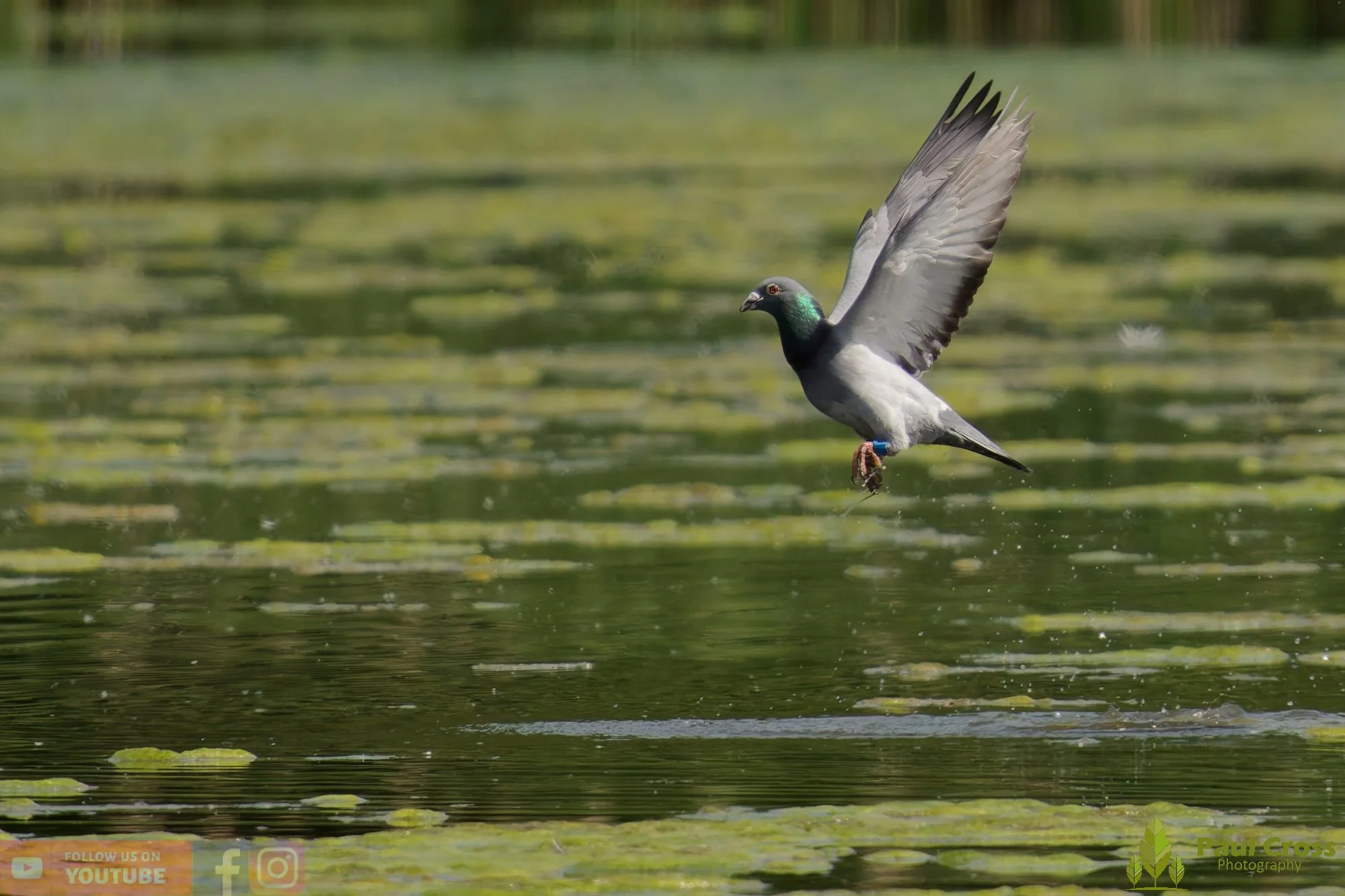 Rock Dove-00003.jpg