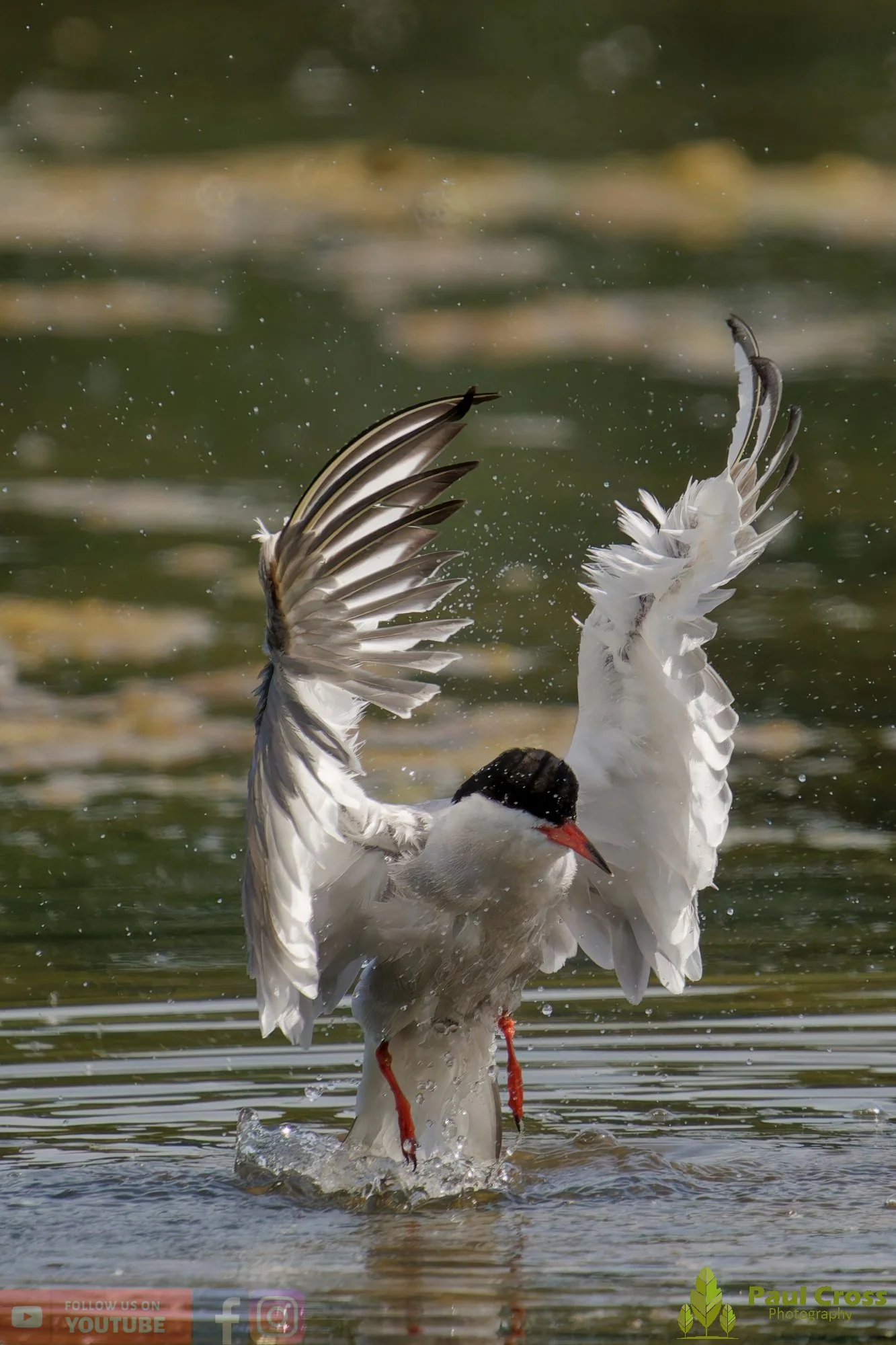 Common Tern-02001.jpg