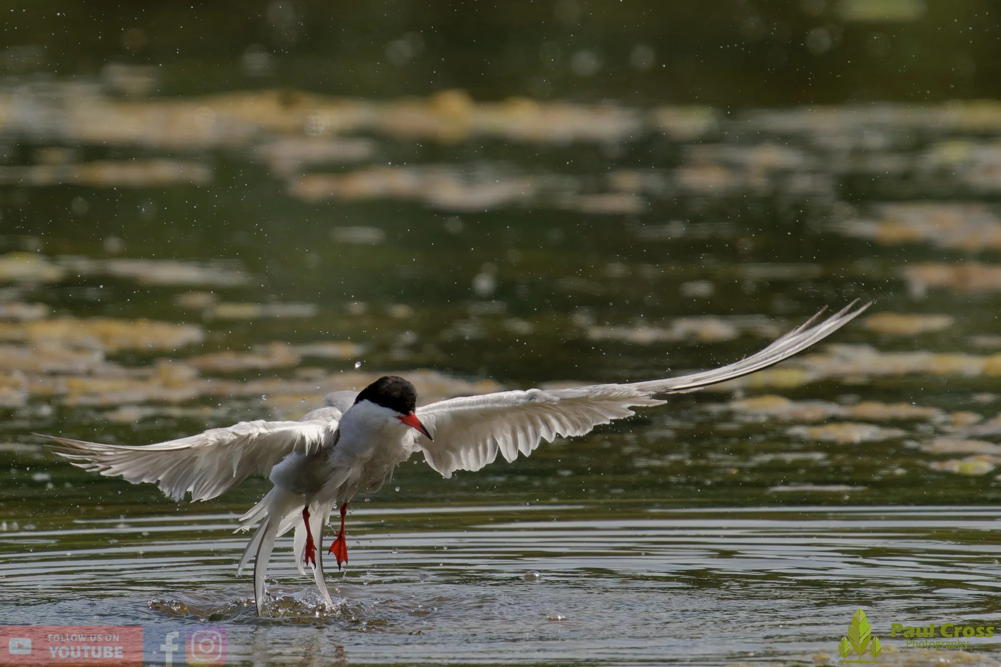 Common Tern-02002.jpg