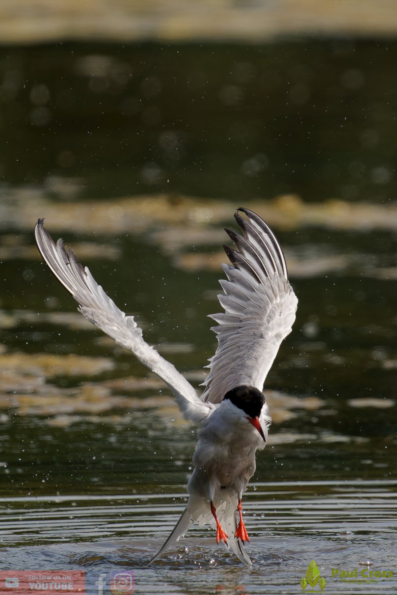 Common Tern-02003.jpg