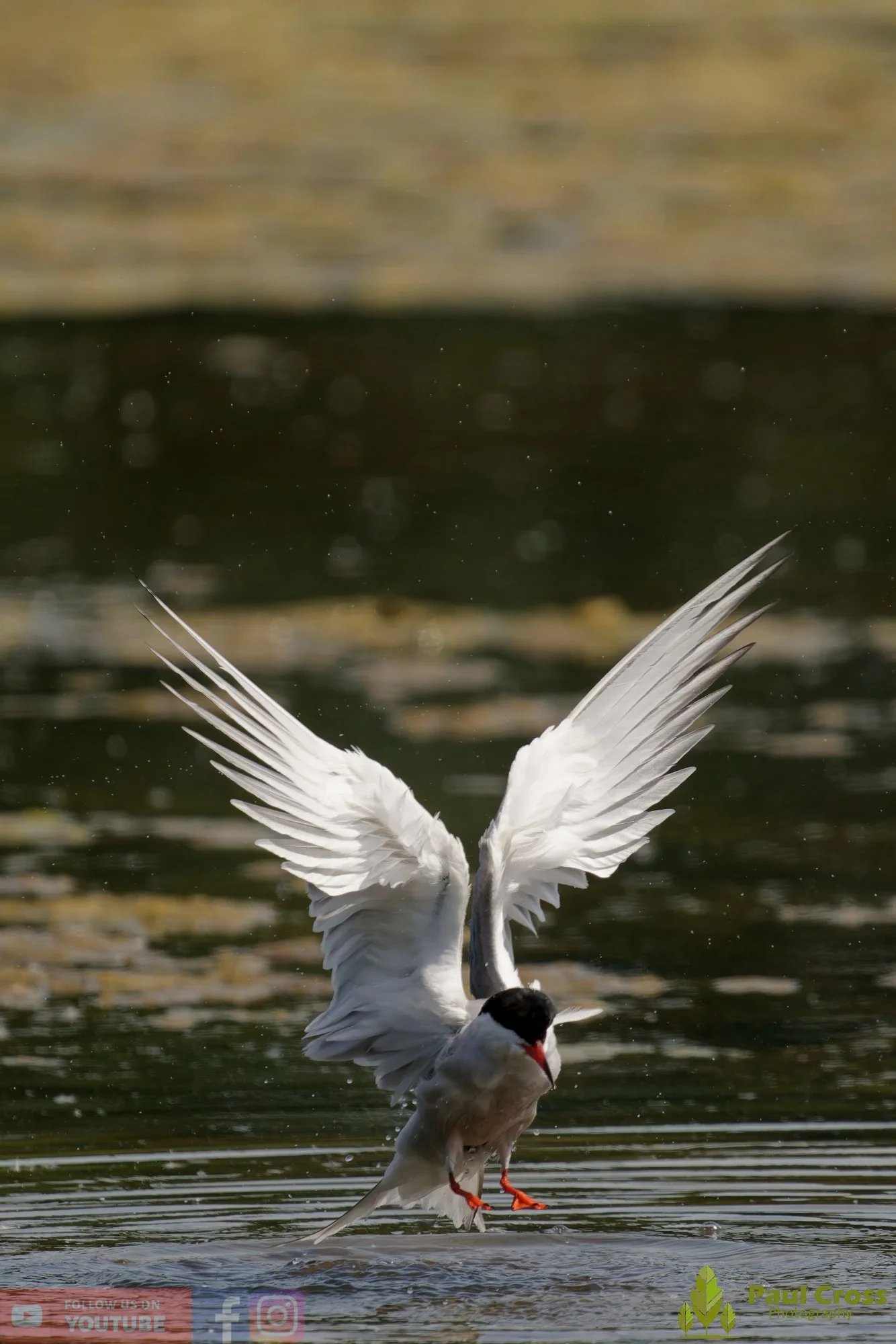 Common Tern-02004.jpg