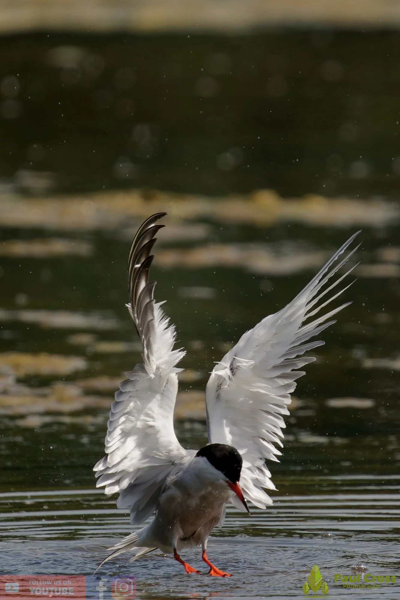 Common Tern-02005.jpg