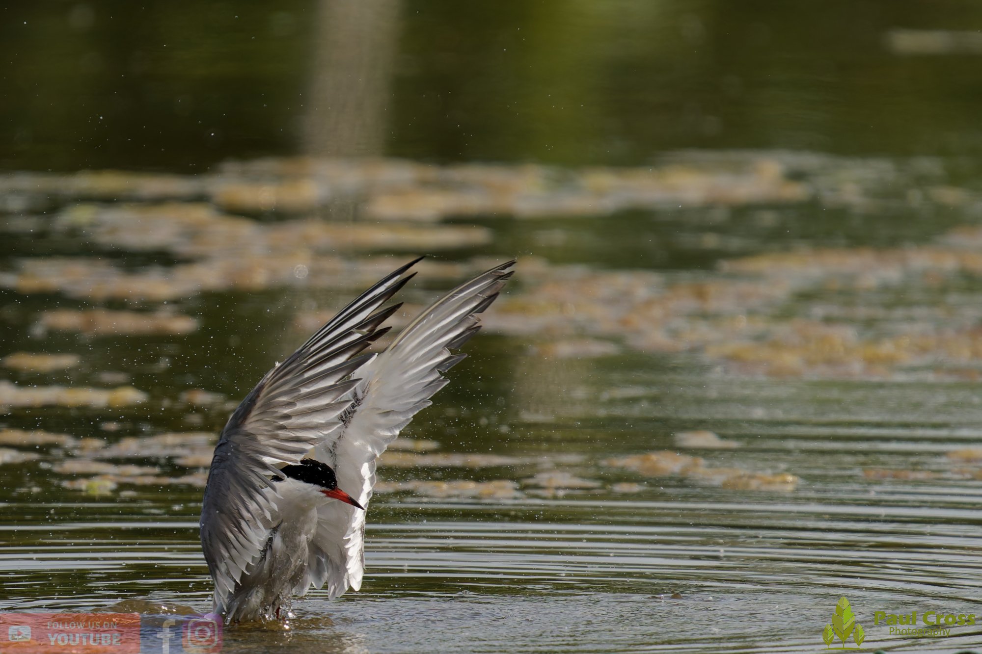 Common Tern-02006.jpg