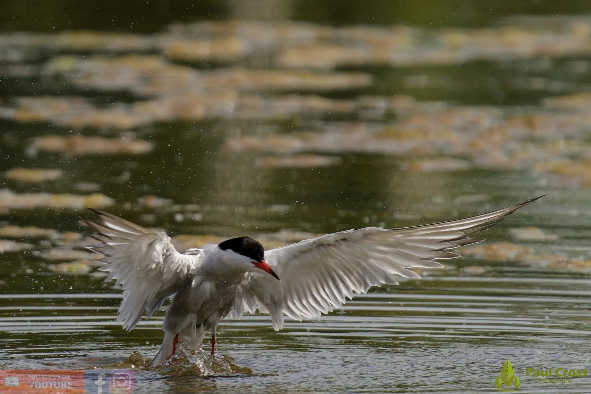 Common Tern-02007.jpg